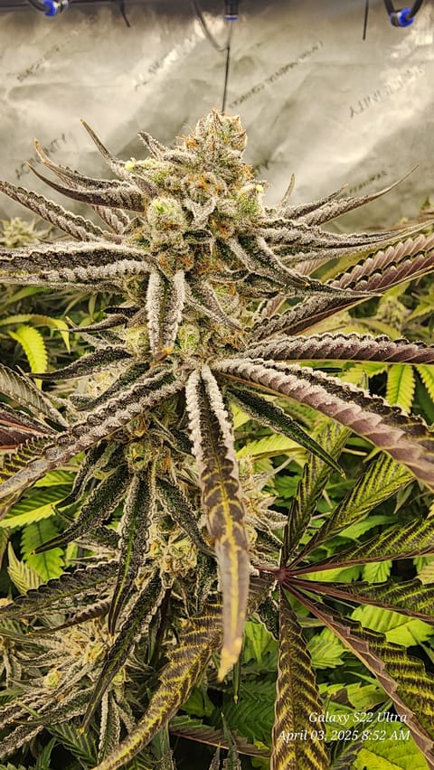 Blasted Genetics  — flower, day 39