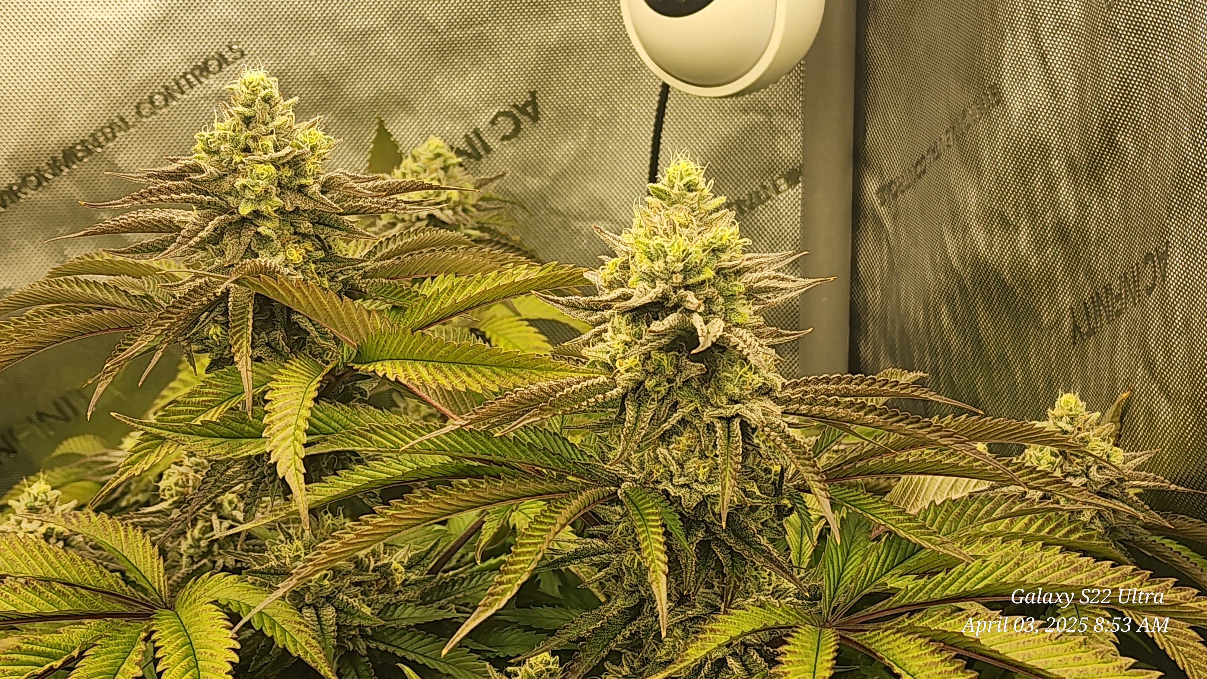 Blasted Genetics  — flower, day 39