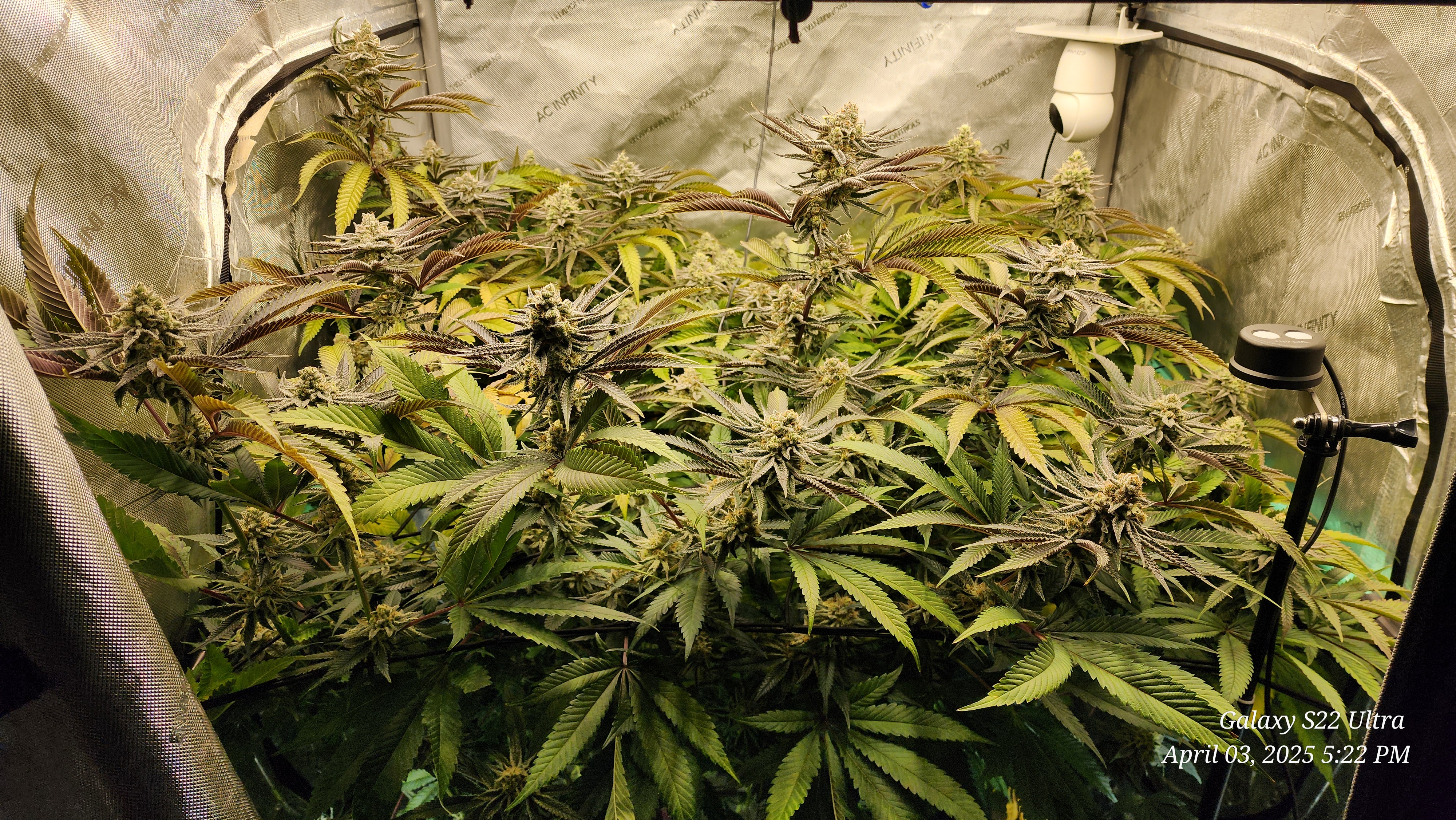 Blasted Genetics  — flower, day 39