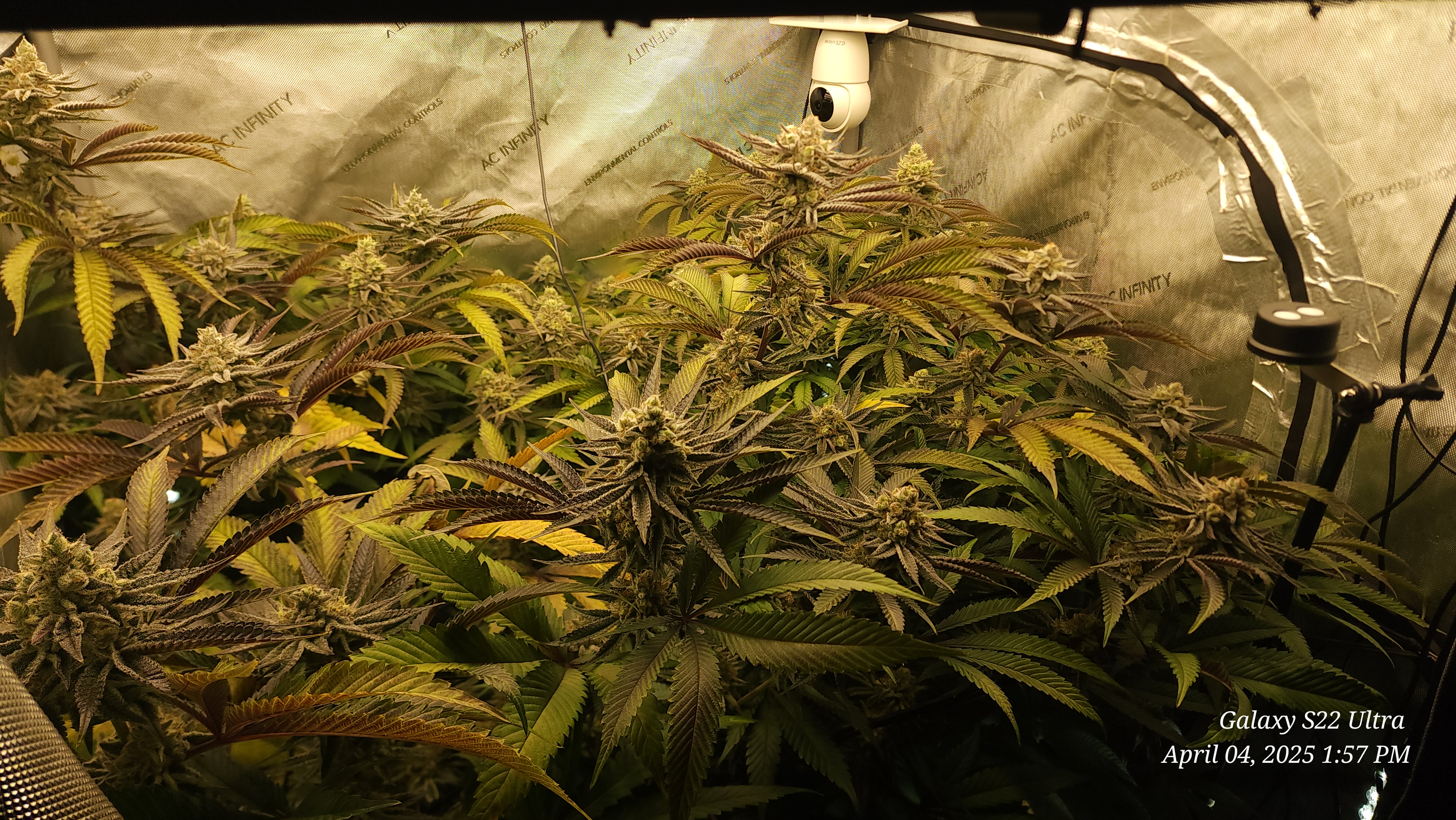 Blasted Genetics  — flower, day 40