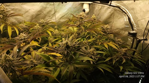Blasted Genetics  — flower, day 40