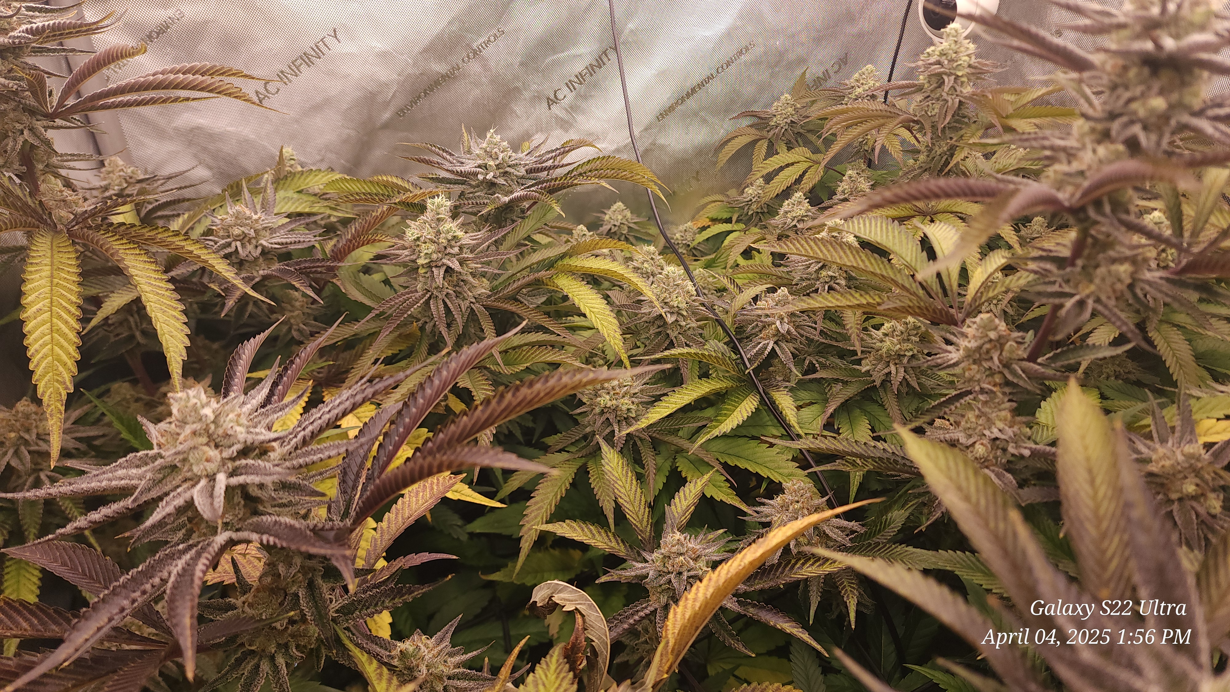 Blasted Genetics  — flower, day 40