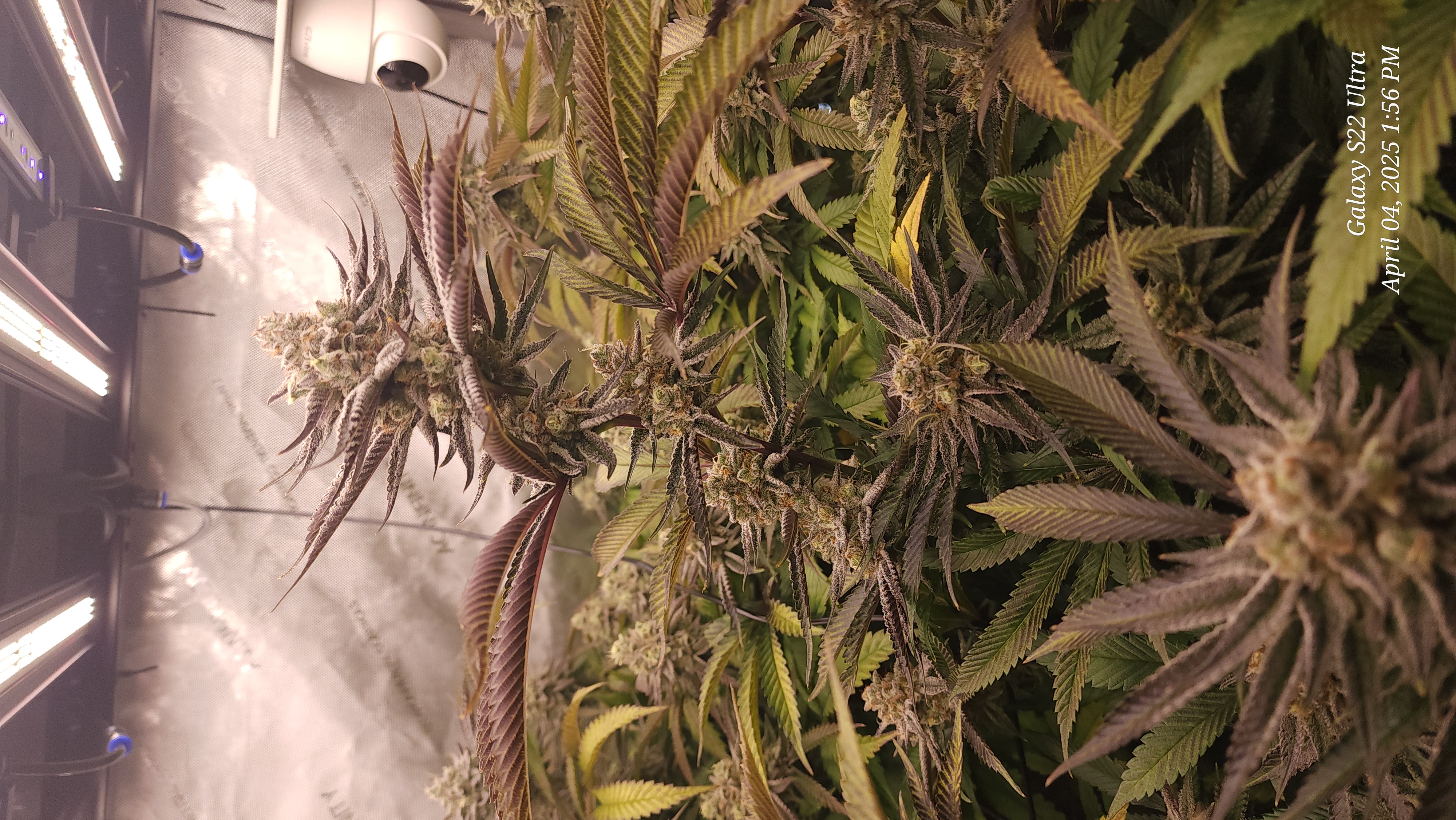 Blasted Genetics  — flower, day 40