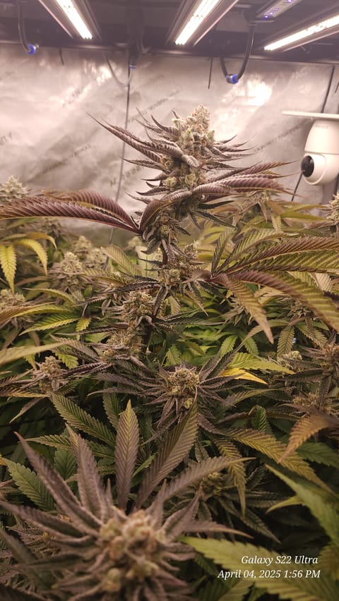 Blasted Genetics  — flower, day 40