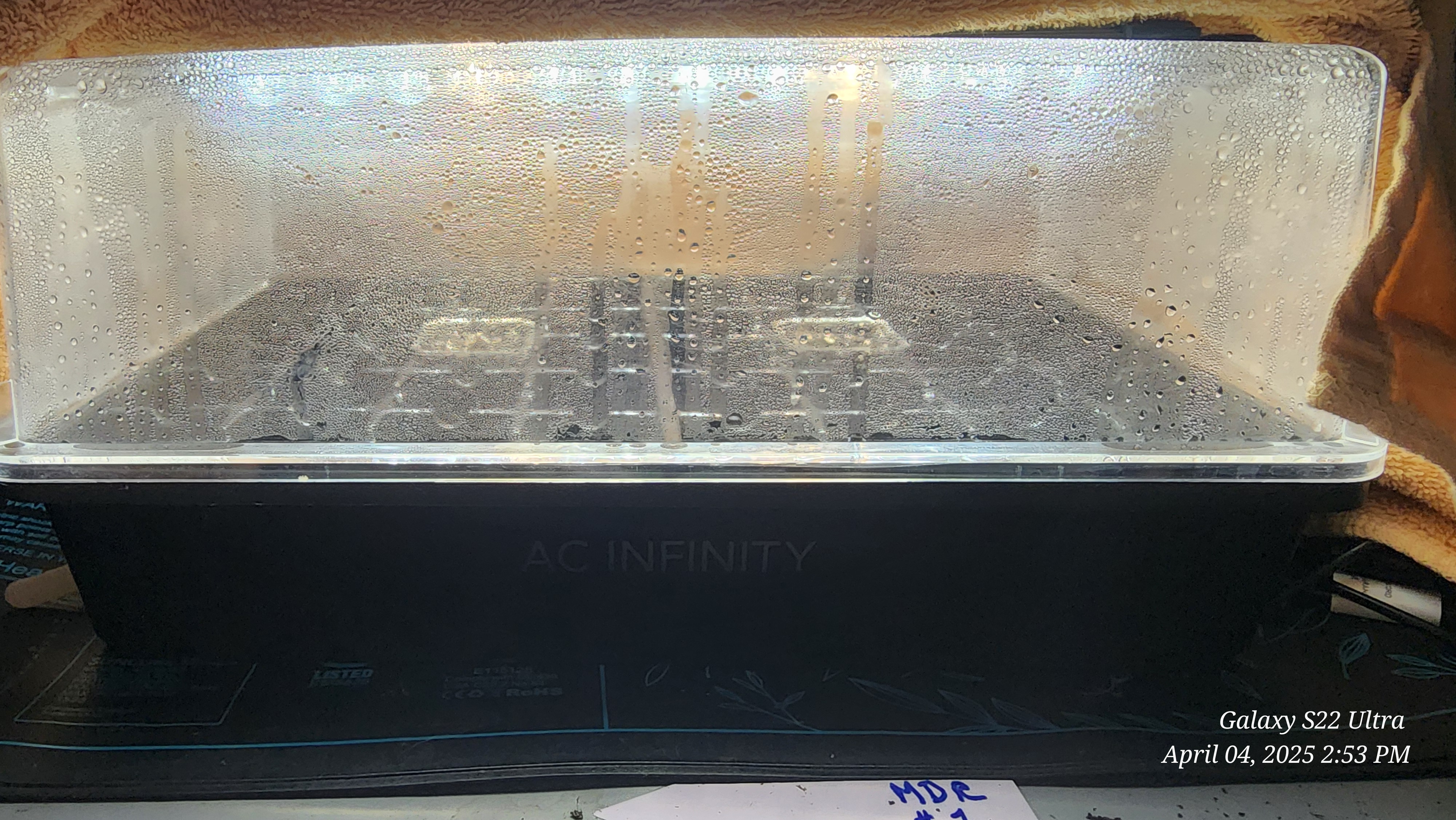 Found my Females... Game On! — germination, day 3