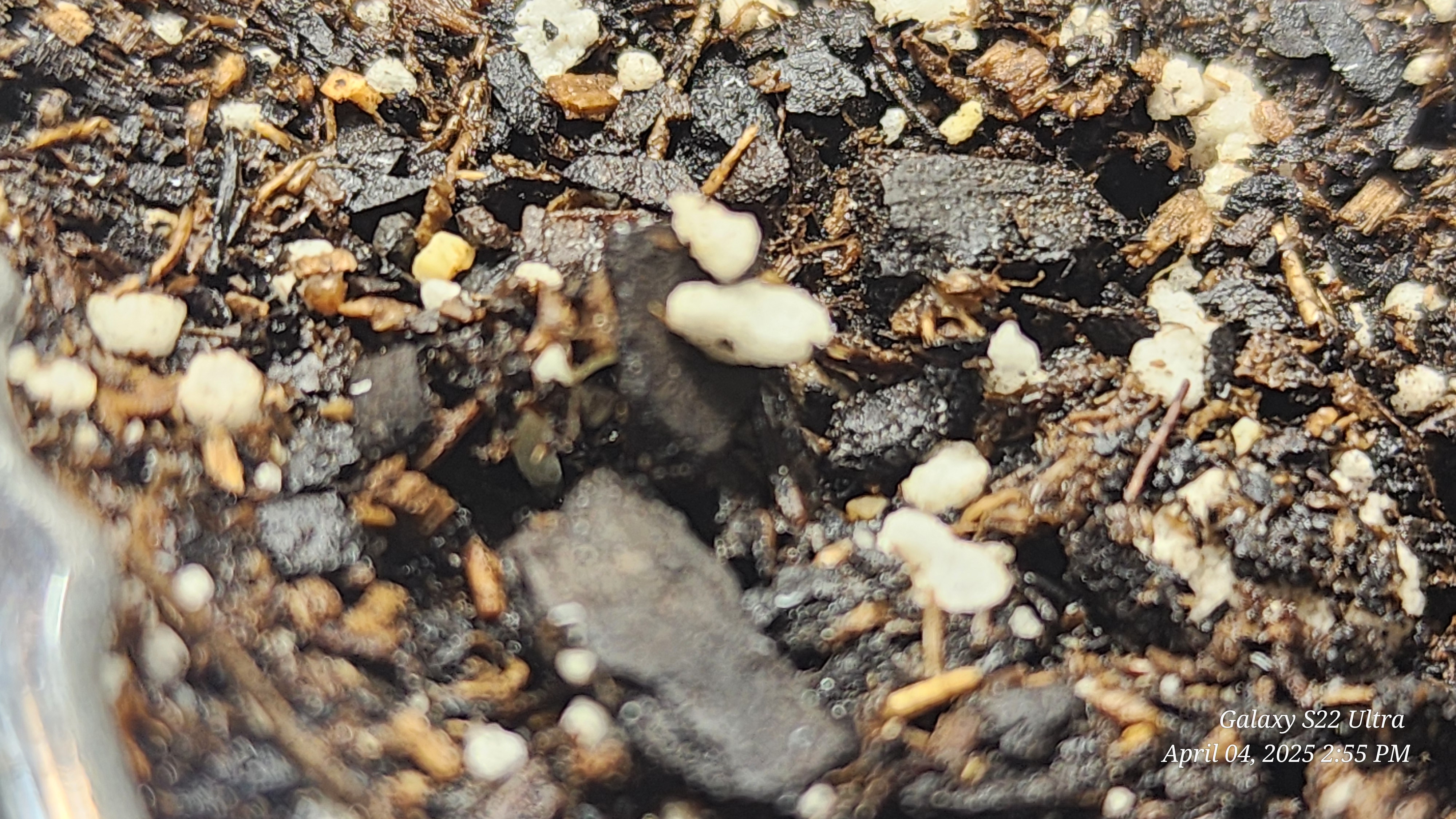 Found my Females... Game On! — germination, day 3
