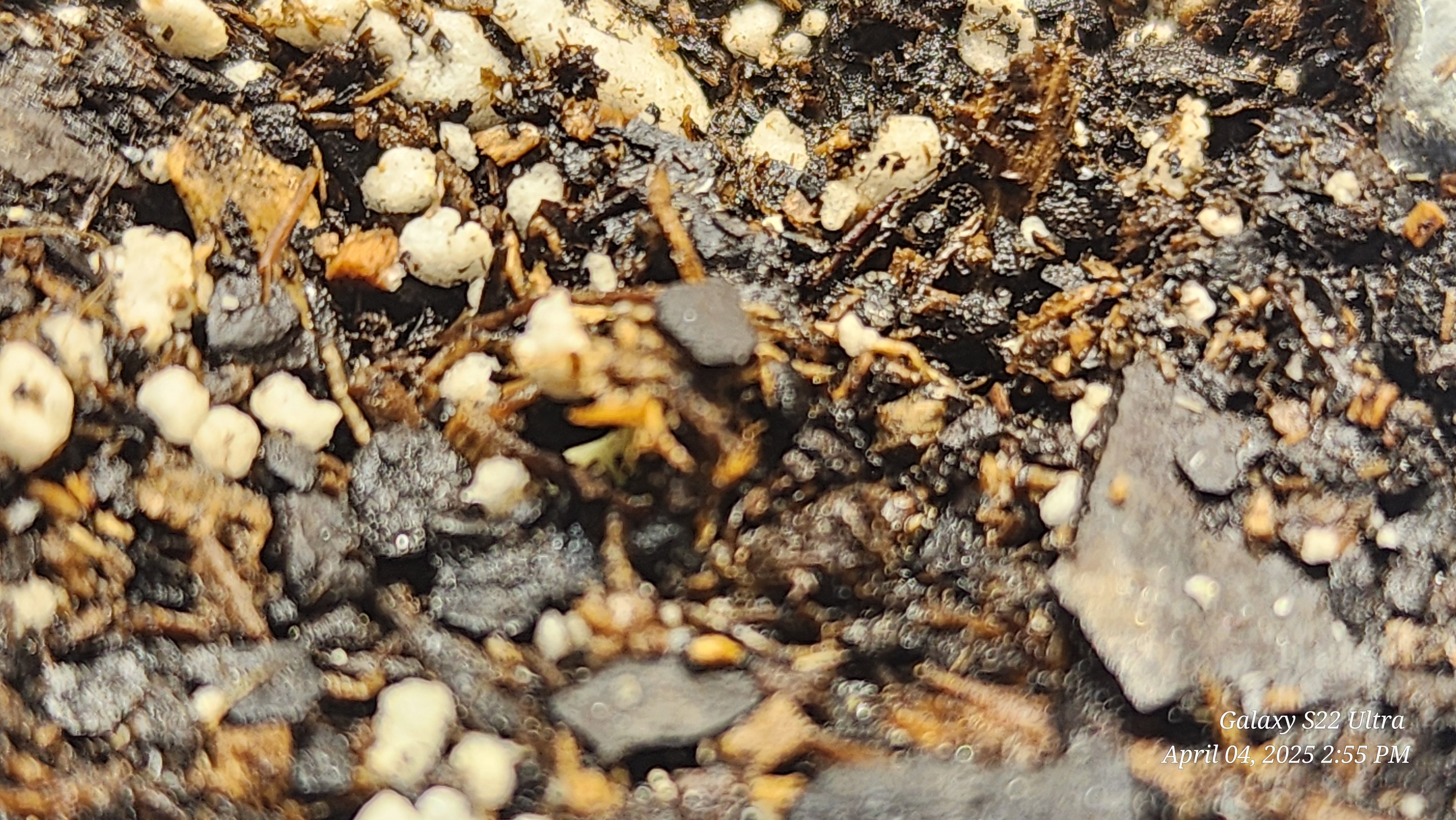 Found my Females... Game On! — germination, day 3