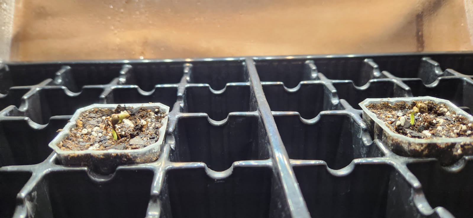 Found my Females... Game On! — germination, day 4