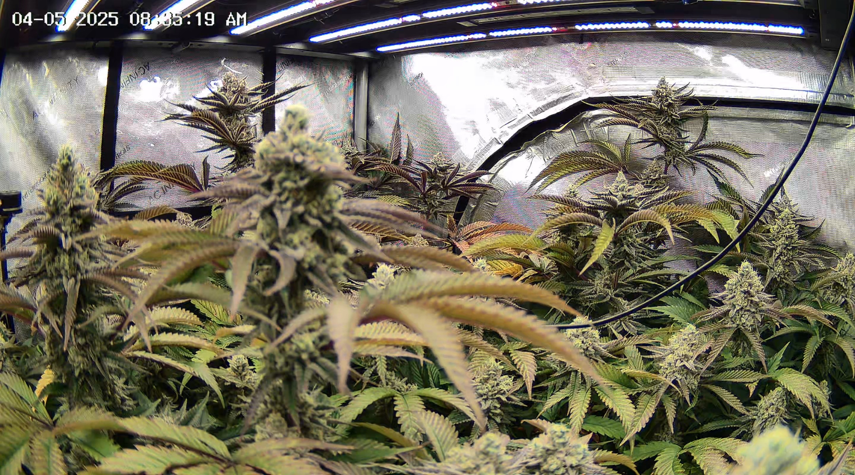 Blasted Genetics  — flower, day 41