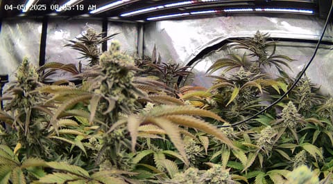 Blasted Genetics  — flower, day 41