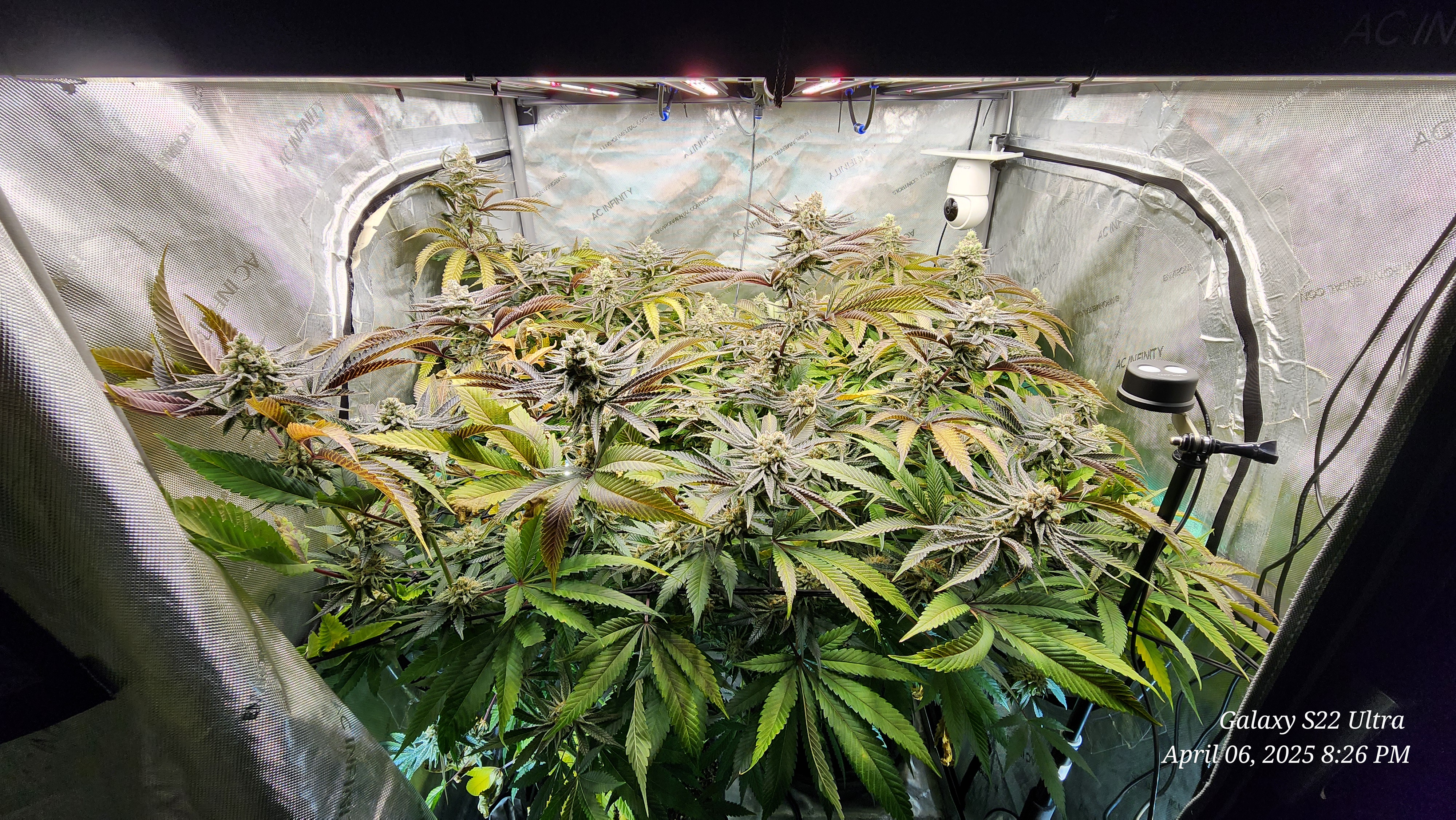 Blasted Genetics  — flower, day 42