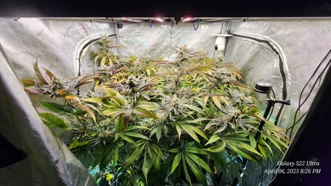 Blasted Genetics  — flower, day 42