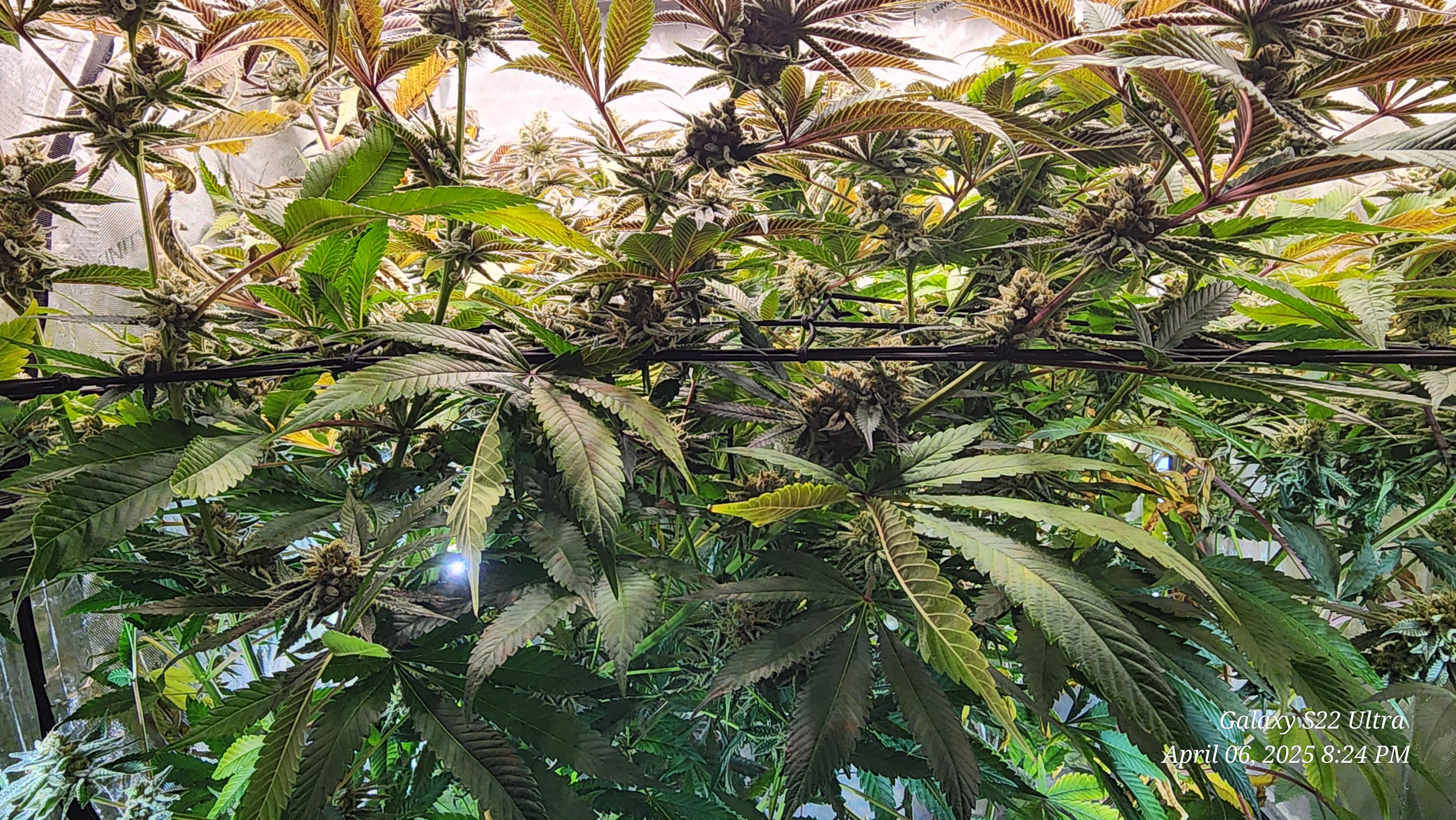 Blasted Genetics  — flower, day 42