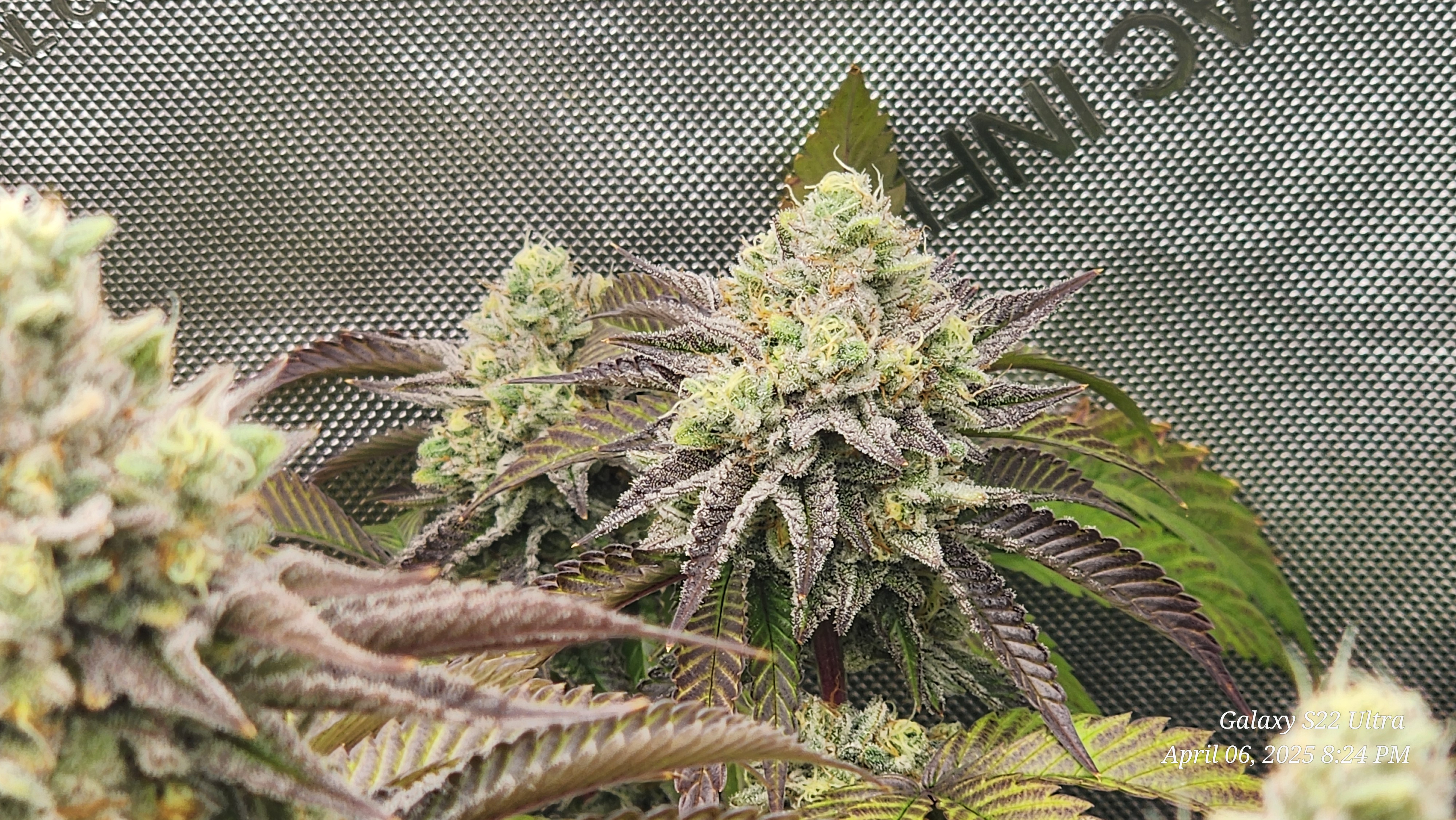 Blasted Genetics  — flower, day 42