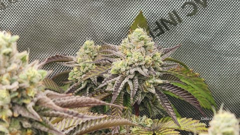 Blasted Genetics  — flower, day 42