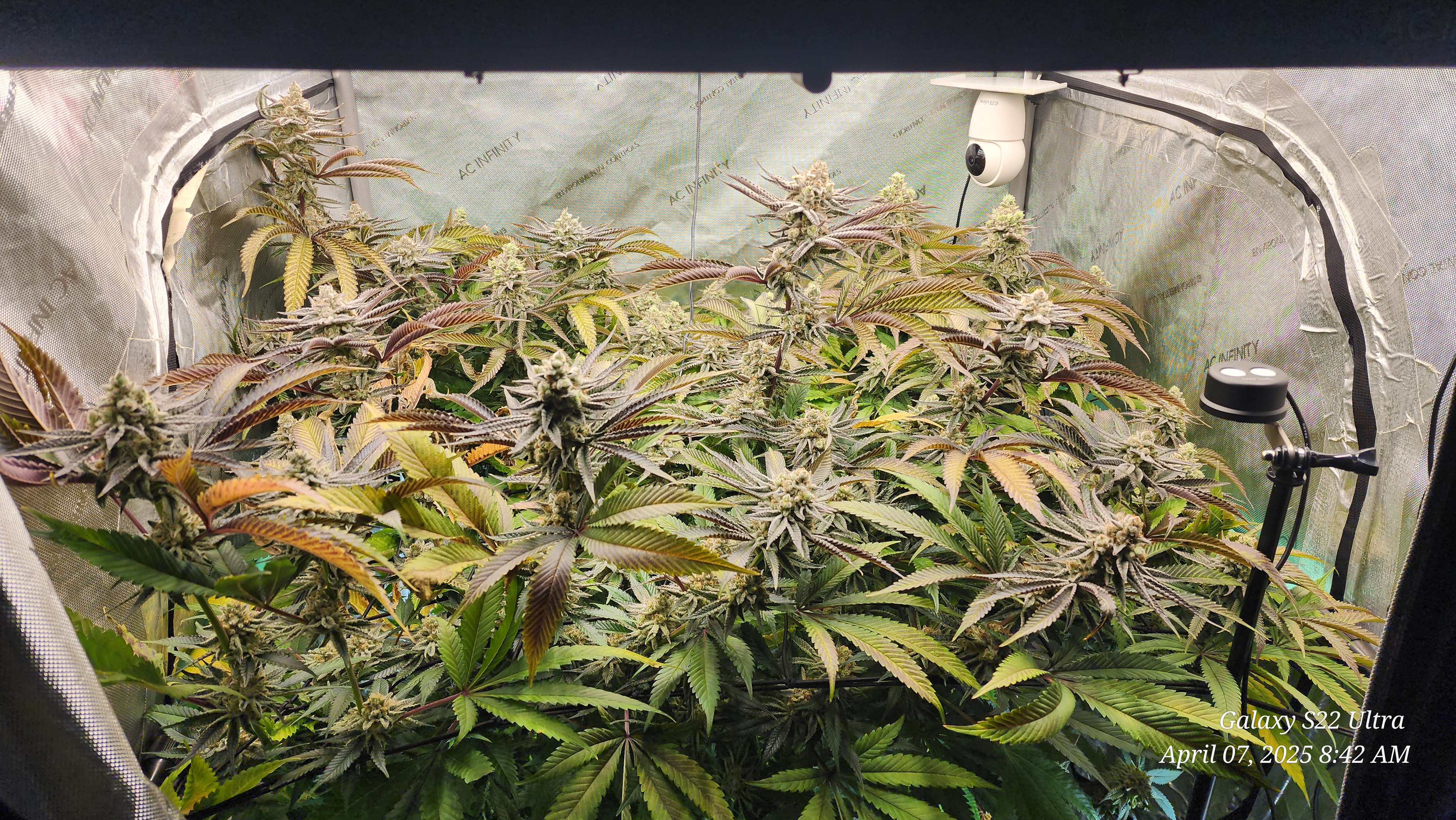 Blasted Genetics  — flower, day 43