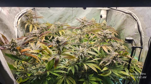 Blasted Genetics  — flower, day 43
