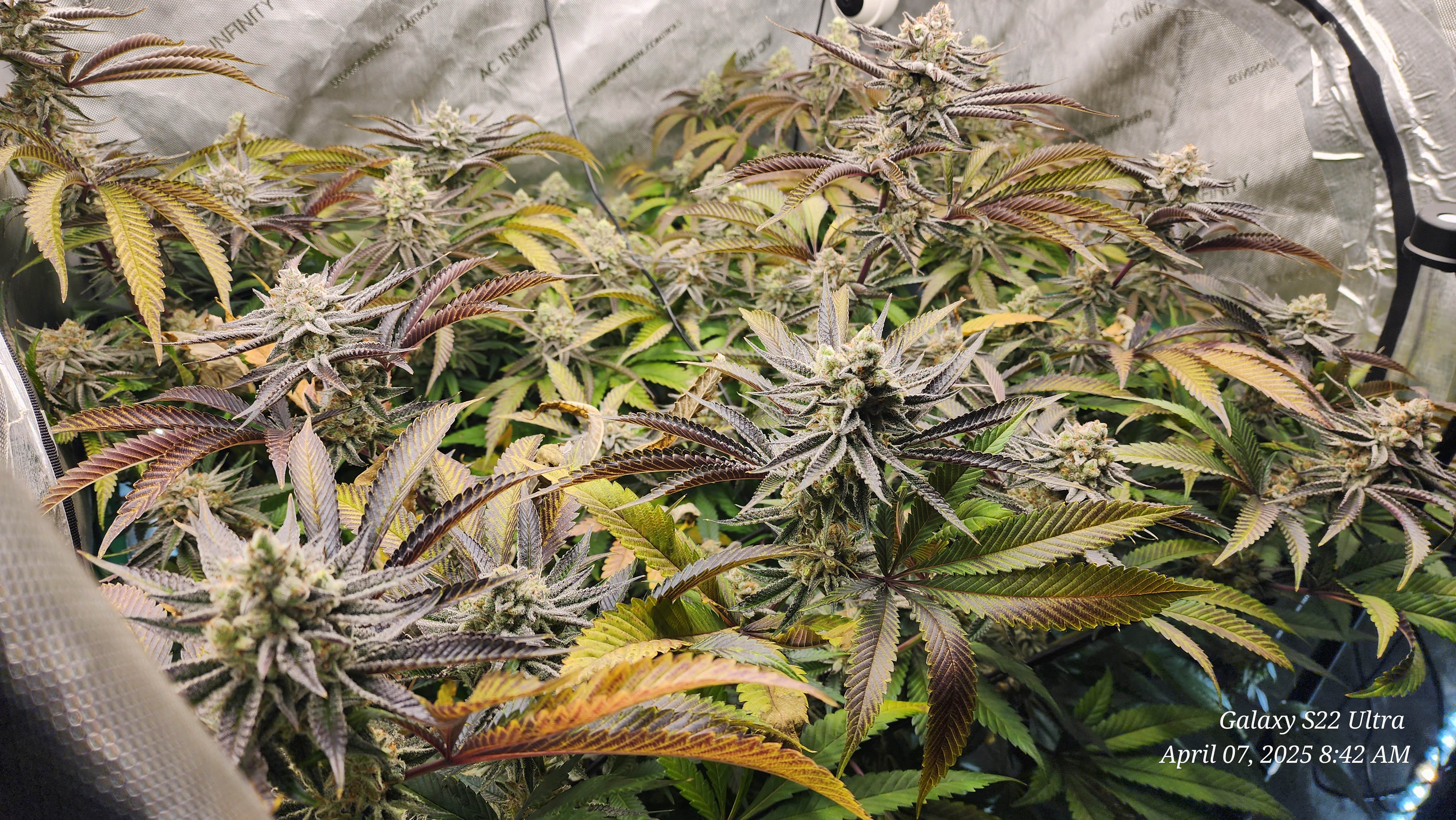 Blasted Genetics  — flower, day 43