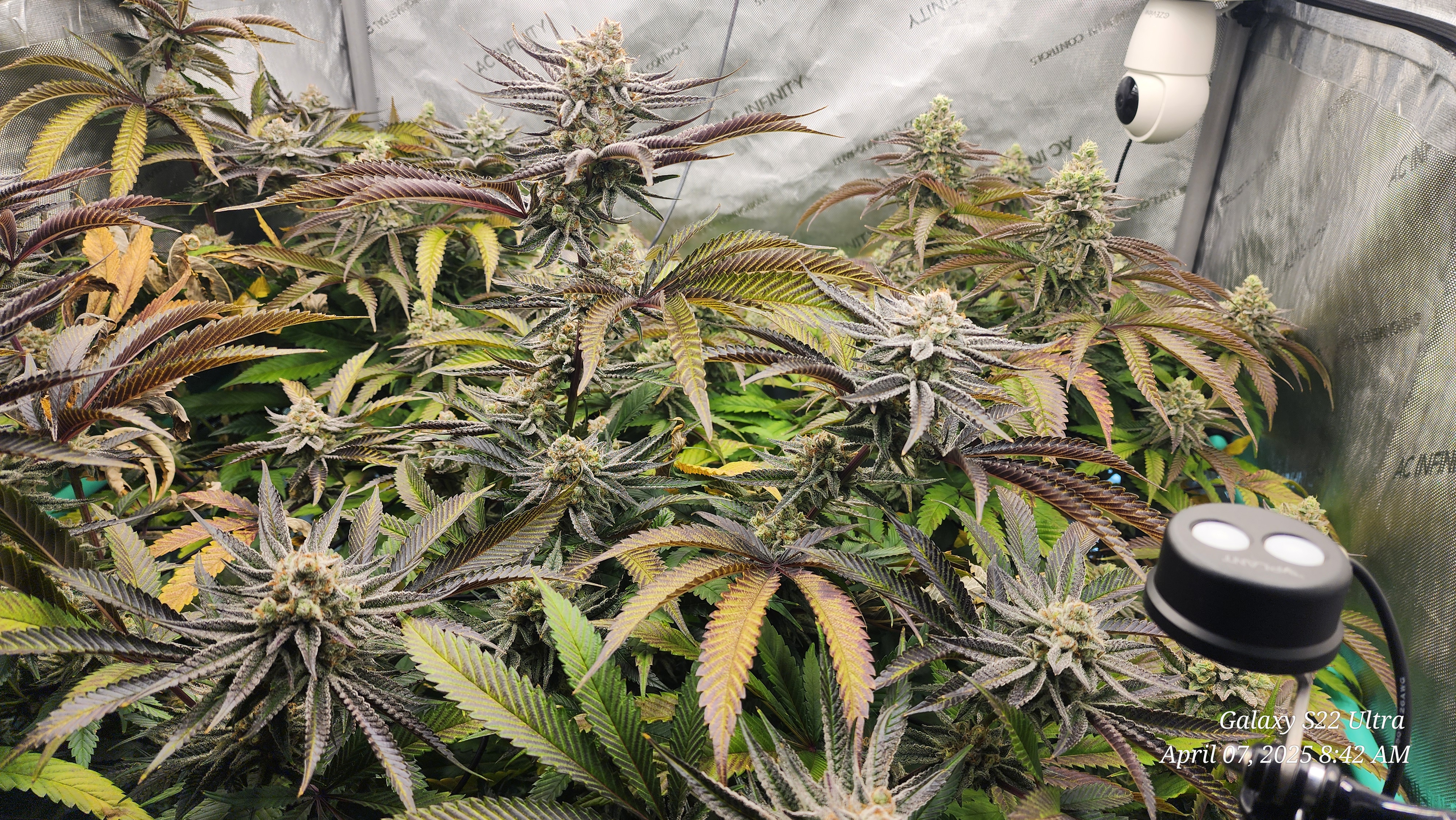 Blasted Genetics  — flower, day 43