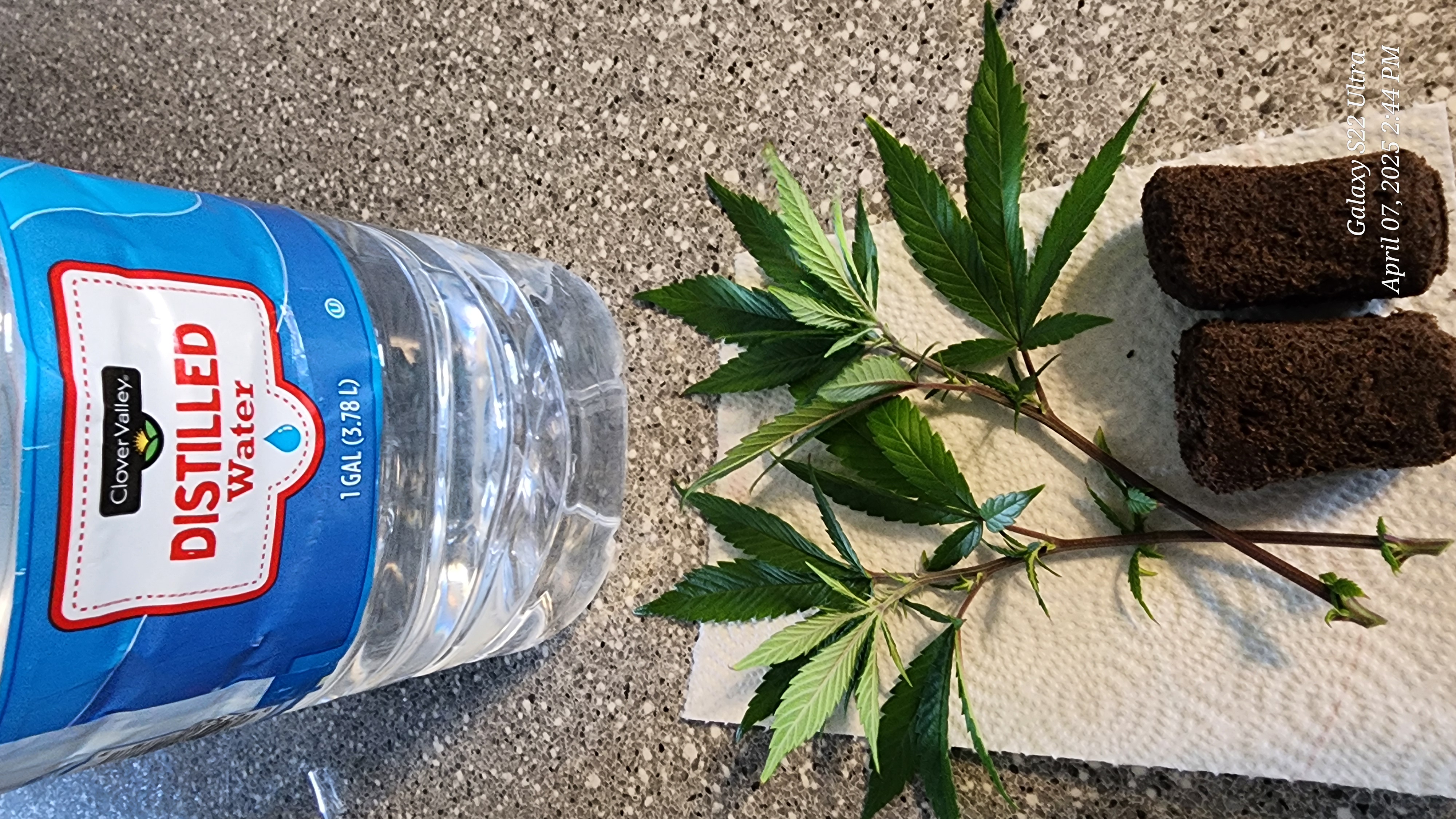 Skunk #1 Clone (Regular Female) 