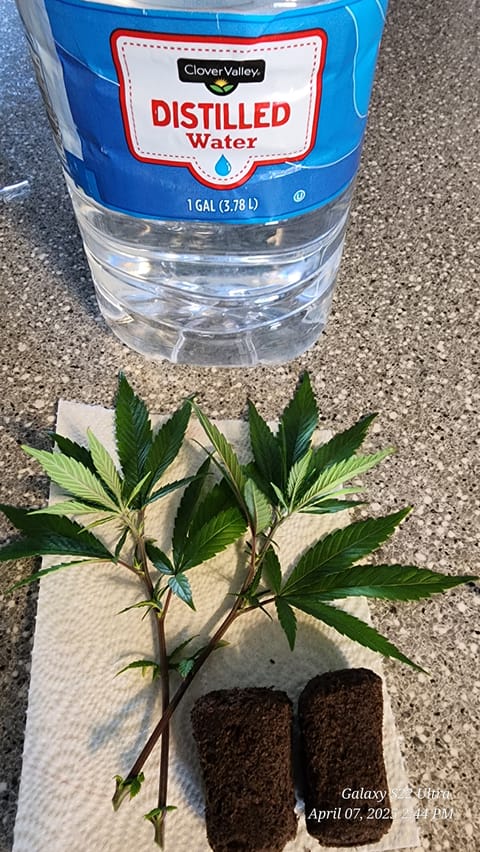 Skunk #1 Clone (Regular Female) — germination, day 1