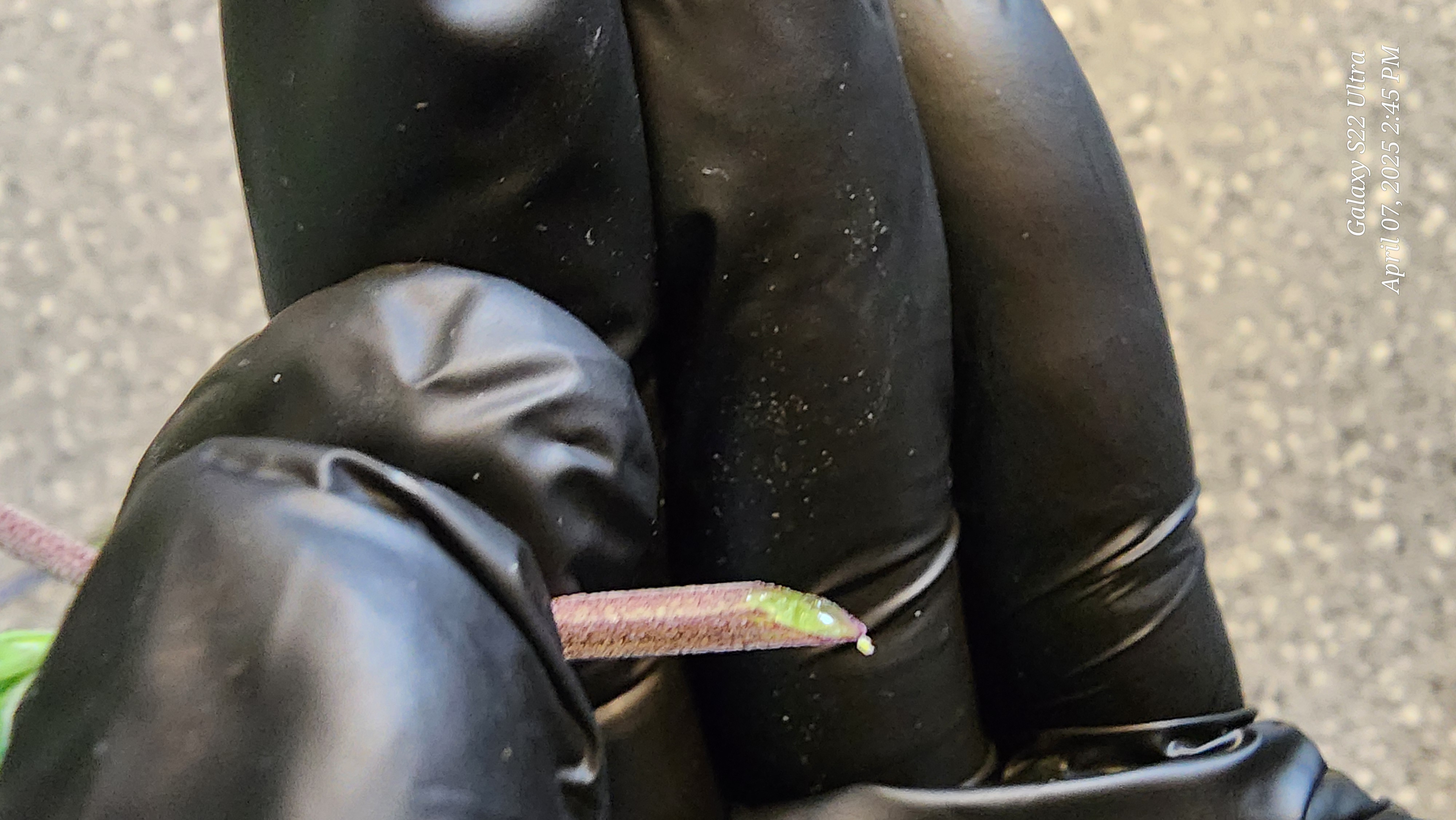 Skunk #1 Clone (Regular Female)  — germination, day 1