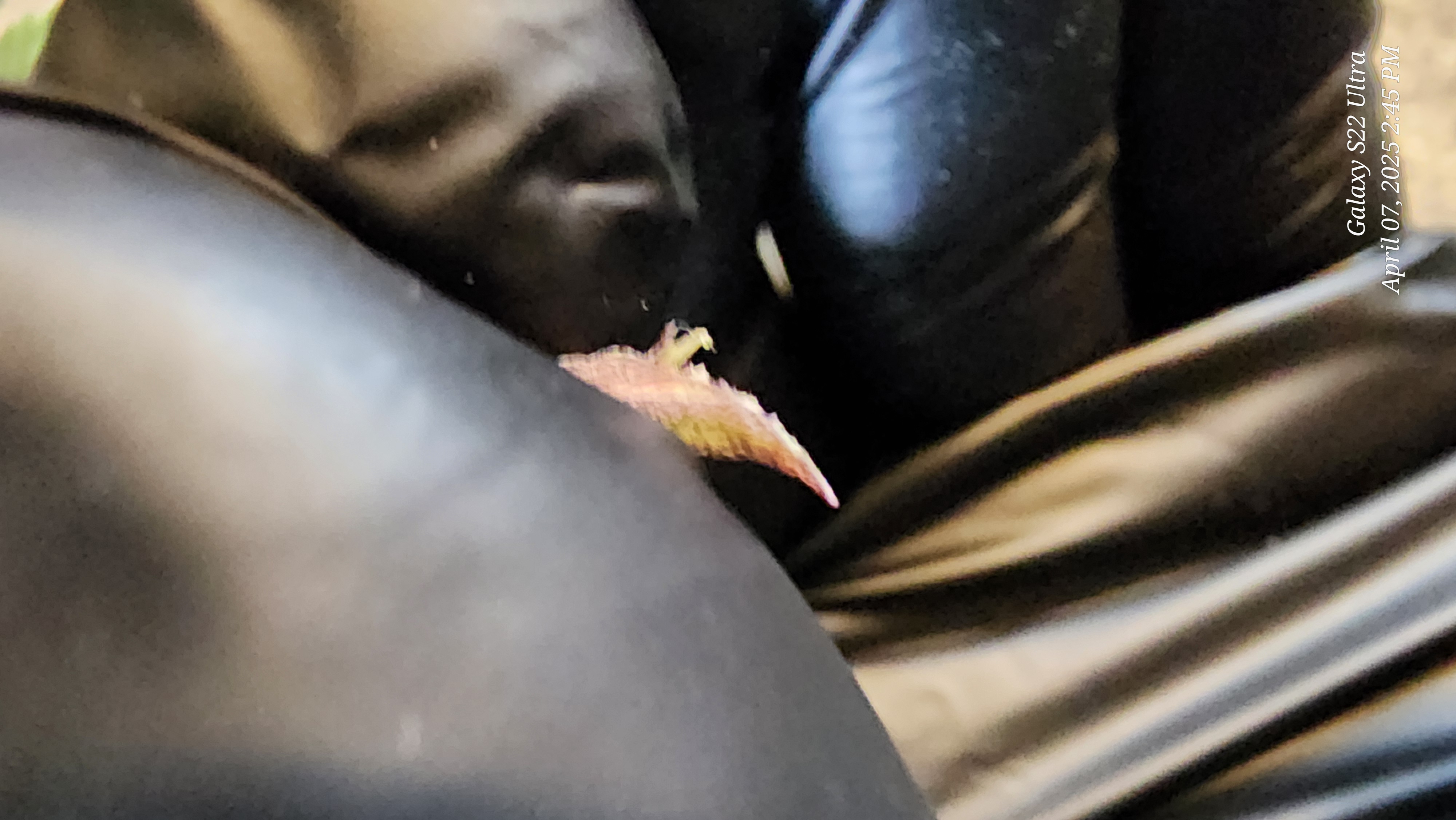 Skunk #1 Clone (Regular Female)  — germination, day 1