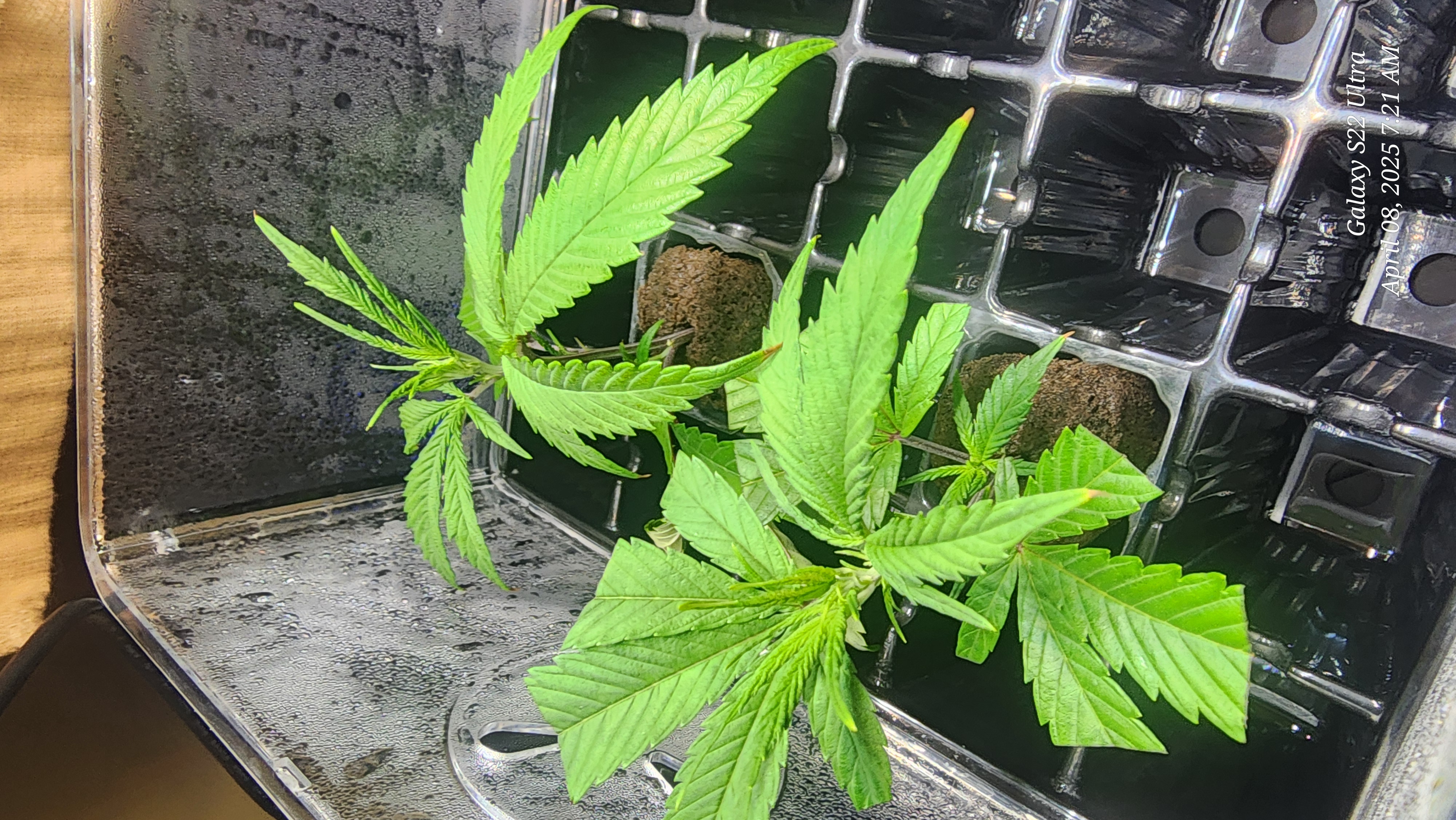 Skunk #1 Clone (Regular Female)  — germination, day 2
