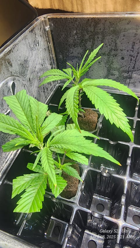 Skunk #1 Clone (Regular Female) — germination, day 2