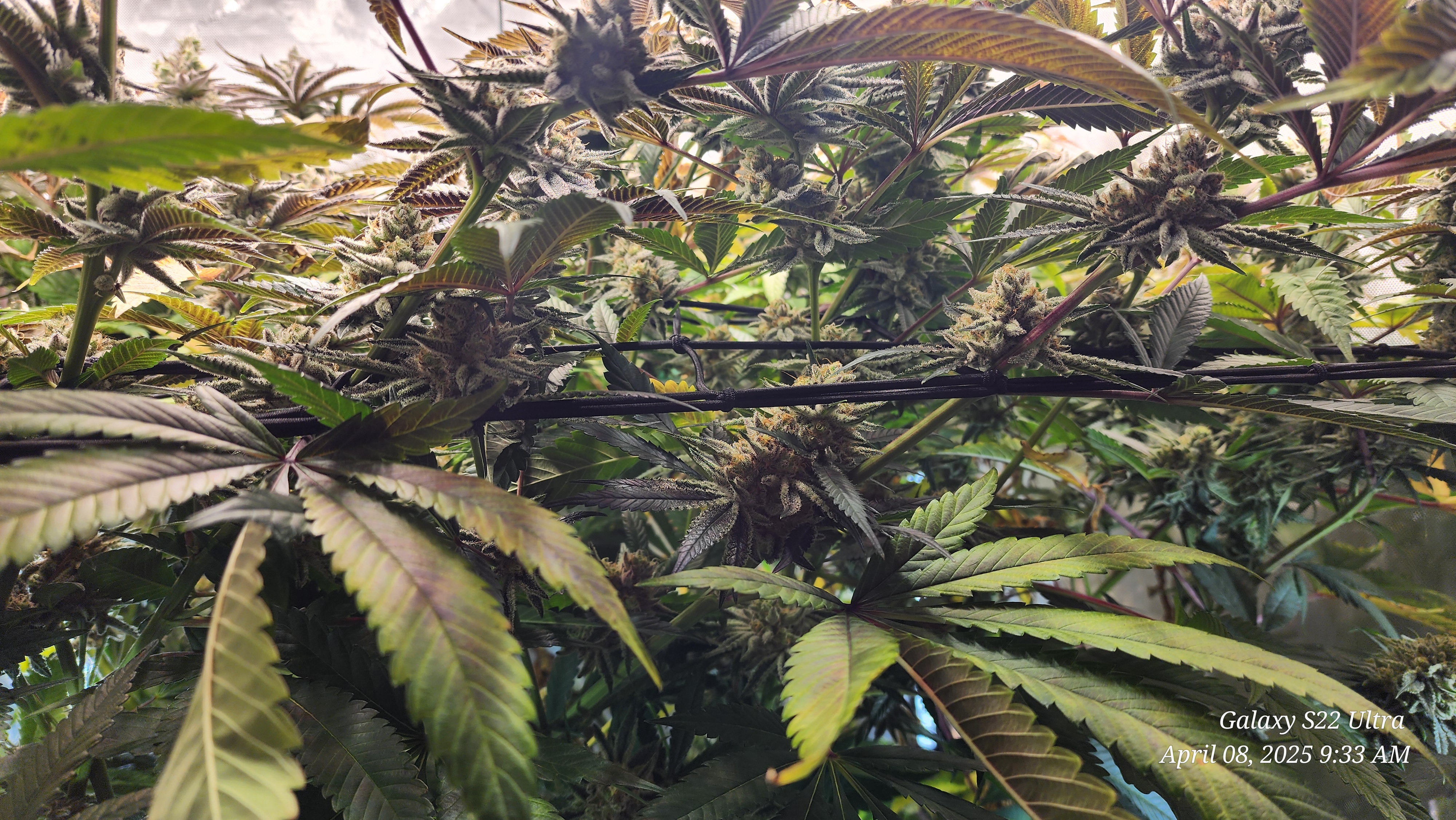 Blasted Genetics  — flower, day 44