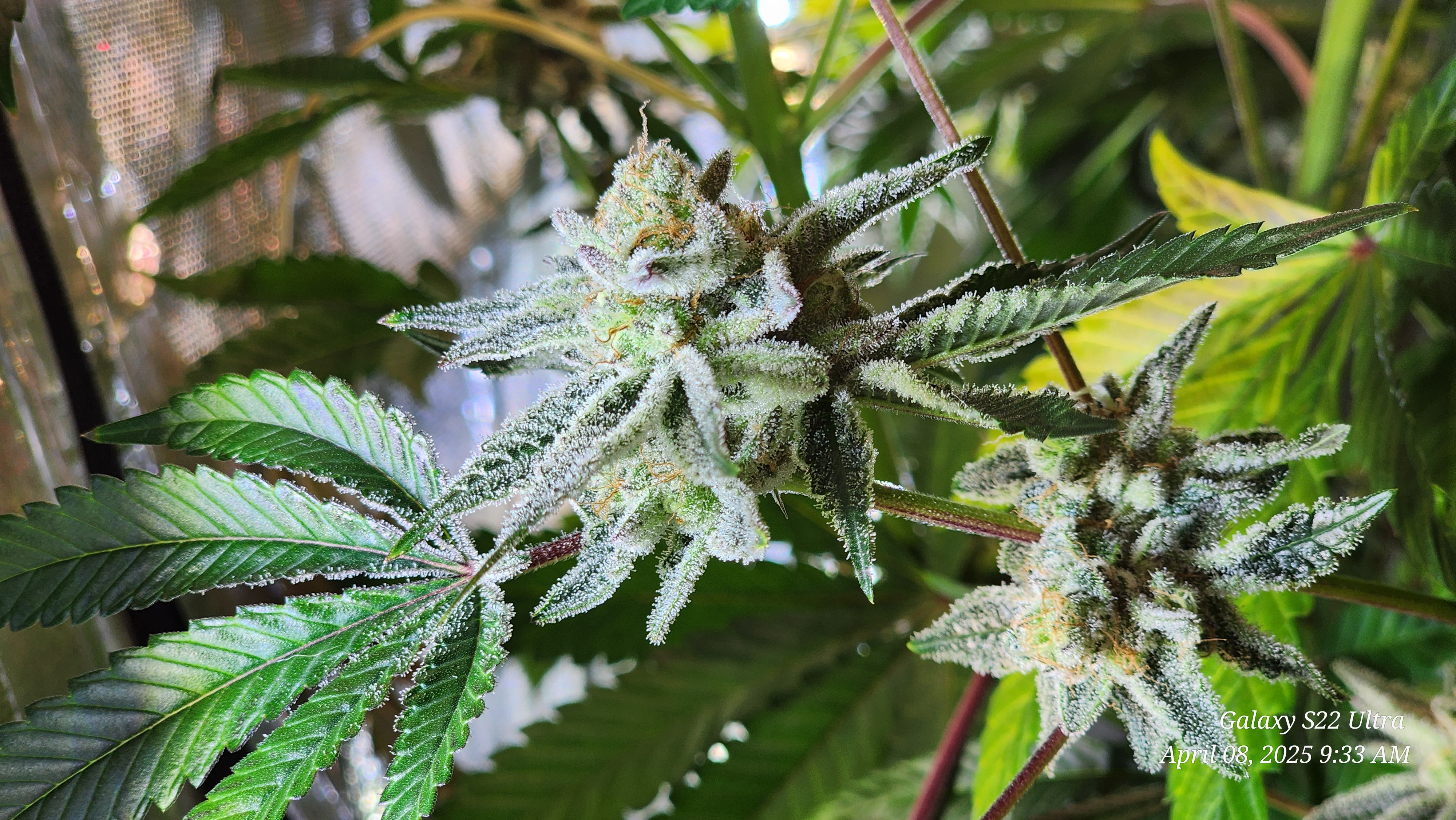 Blasted Genetics  — flower, day 44