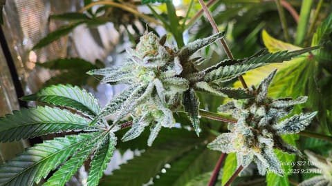 Blasted Genetics  — flower, day 44