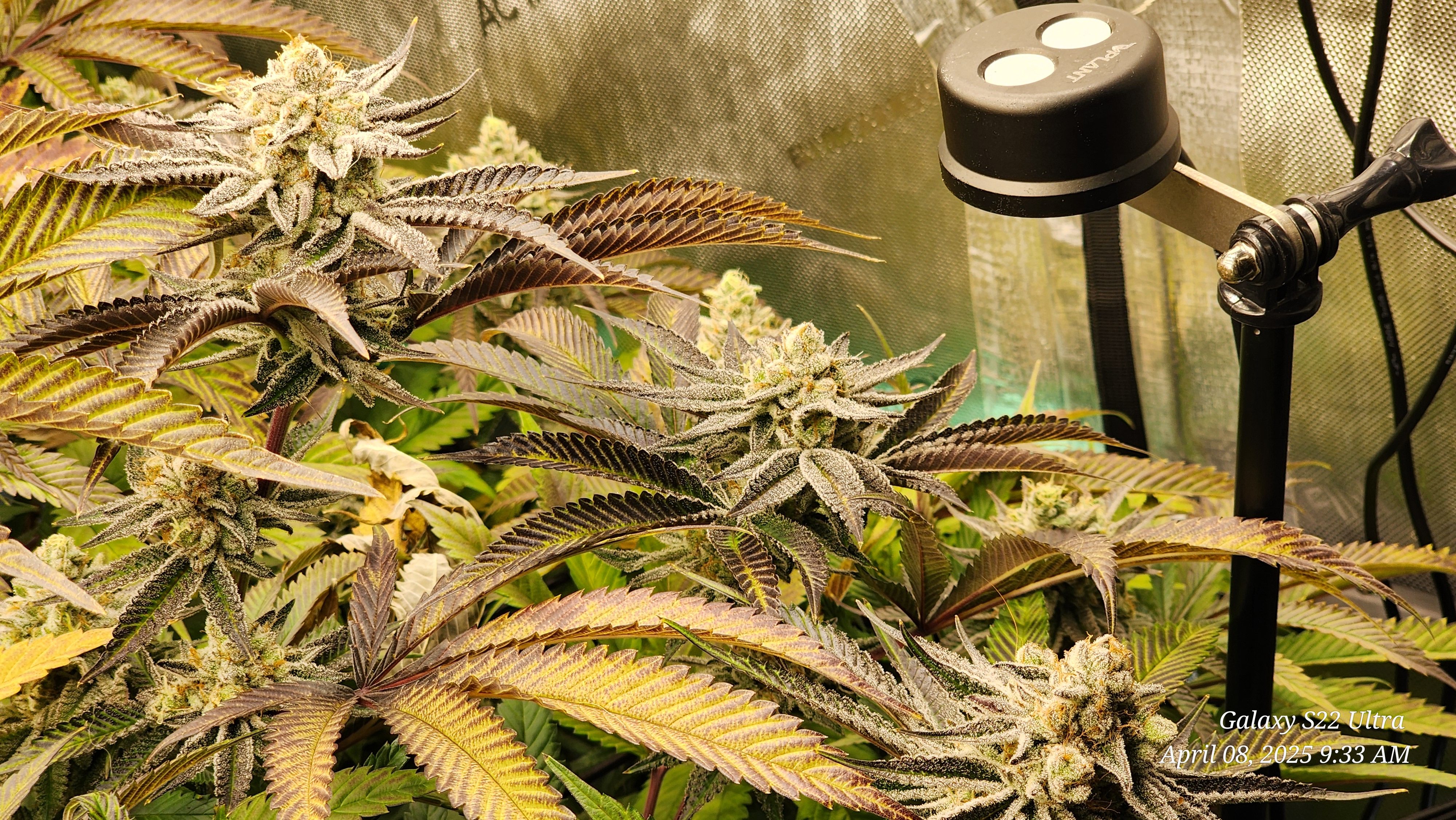 Blasted Genetics  — flower, day 44