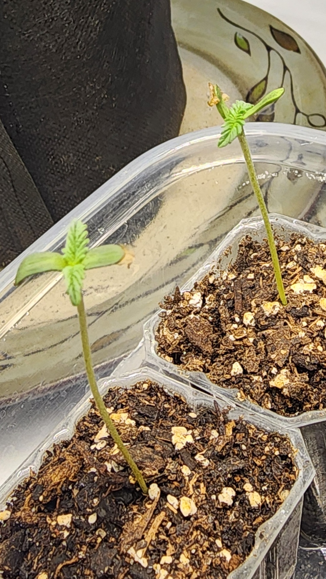 Found my Females... Game On! — seedling_rooting, day 7