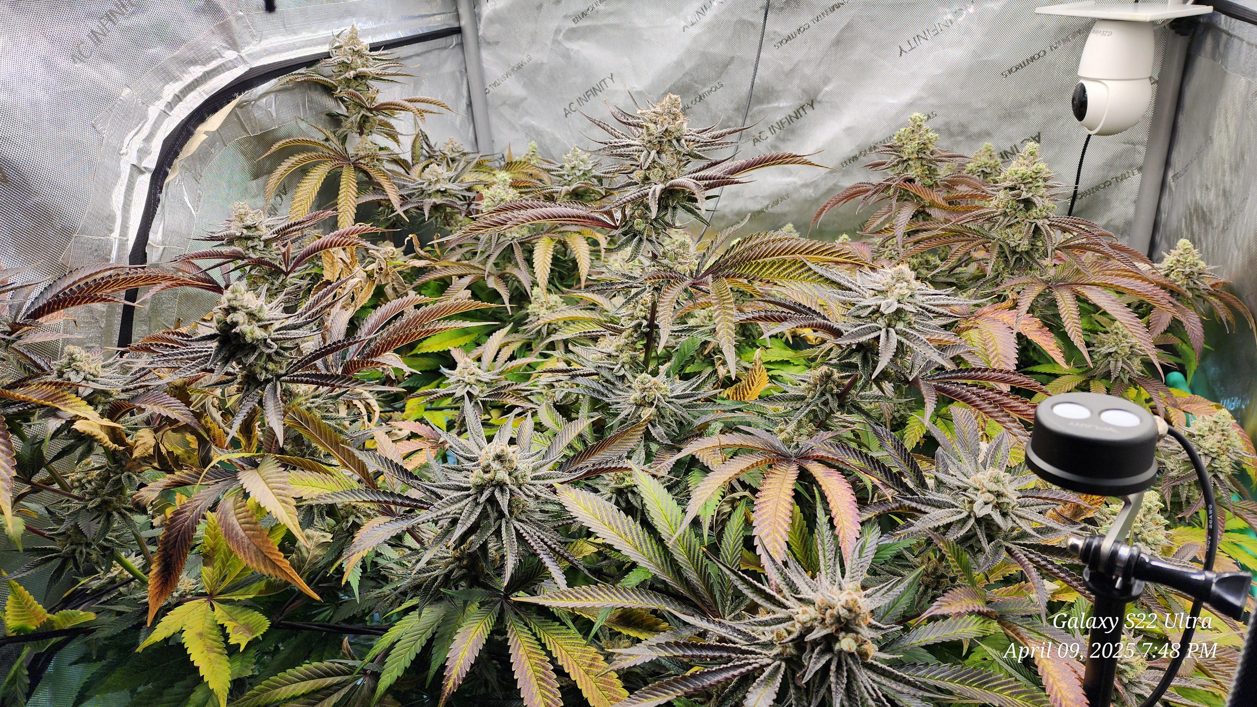 Blasted Genetics  — flower, day 45