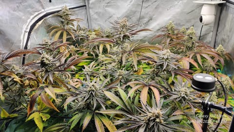 Blasted Genetics  — flower, day 45