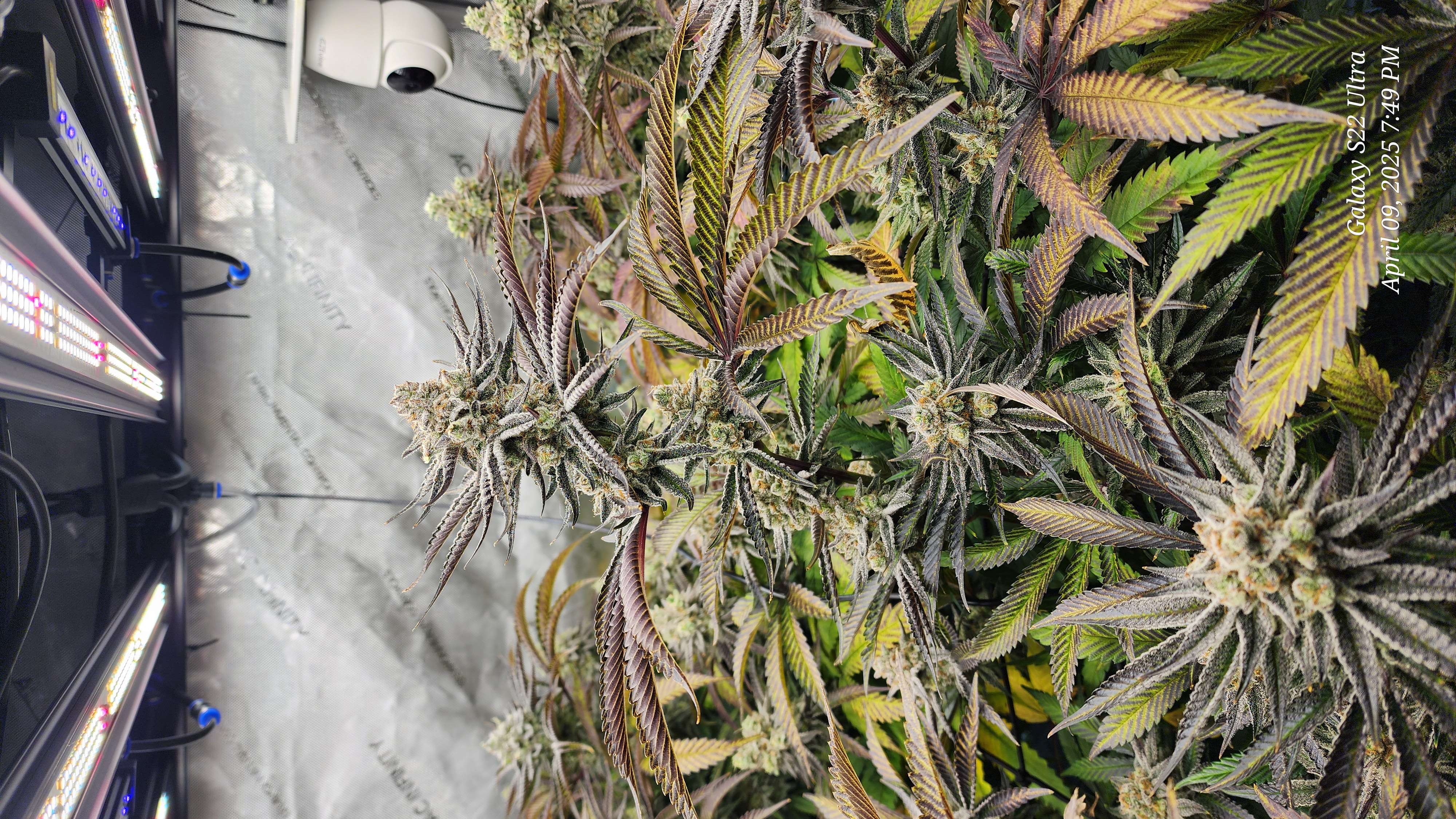 Blasted Genetics  — flower, day 45