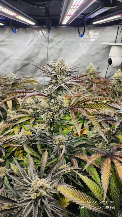 Blasted Genetics  — flower, day 45