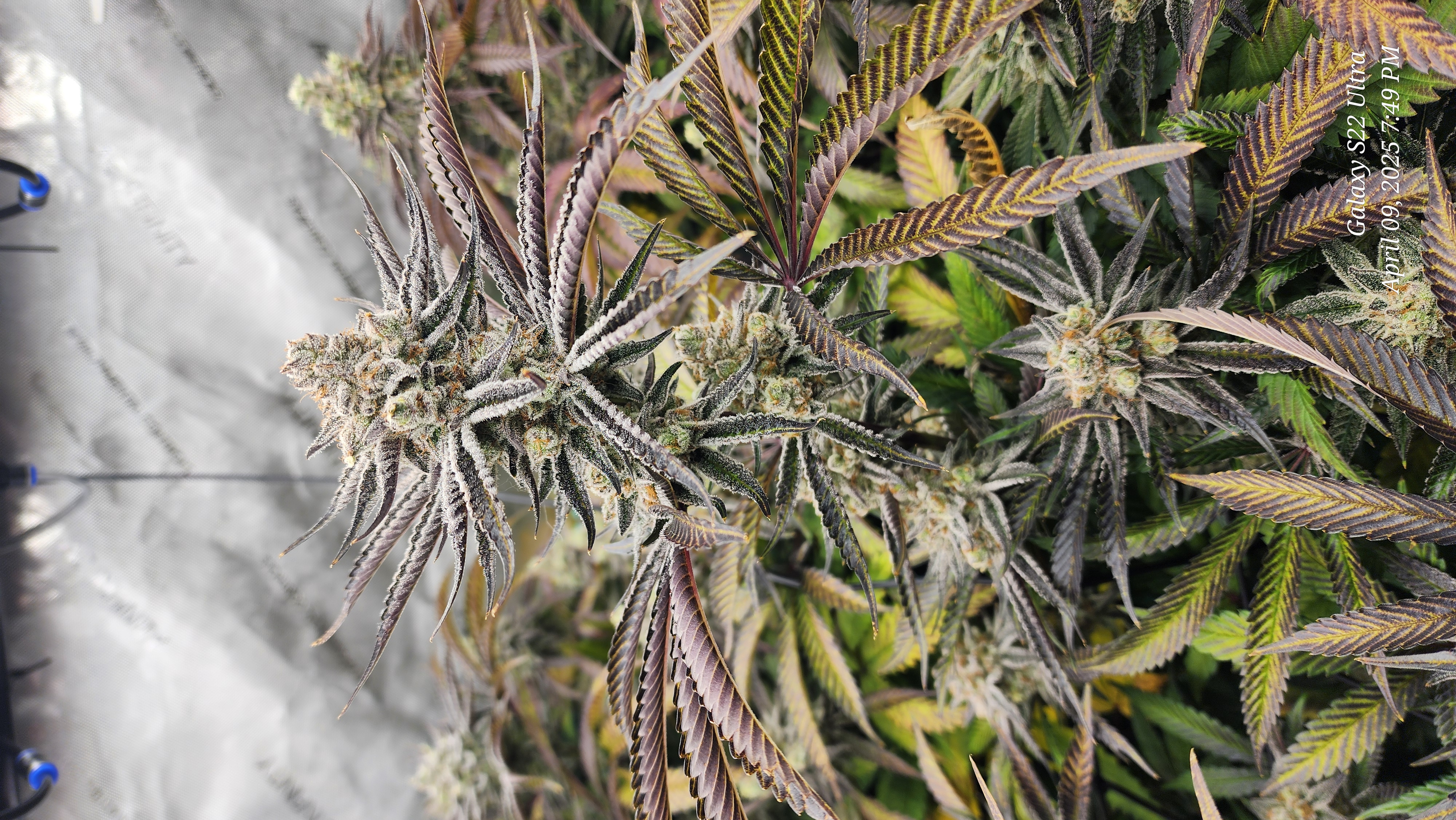 Blasted Genetics  — flower, day 45