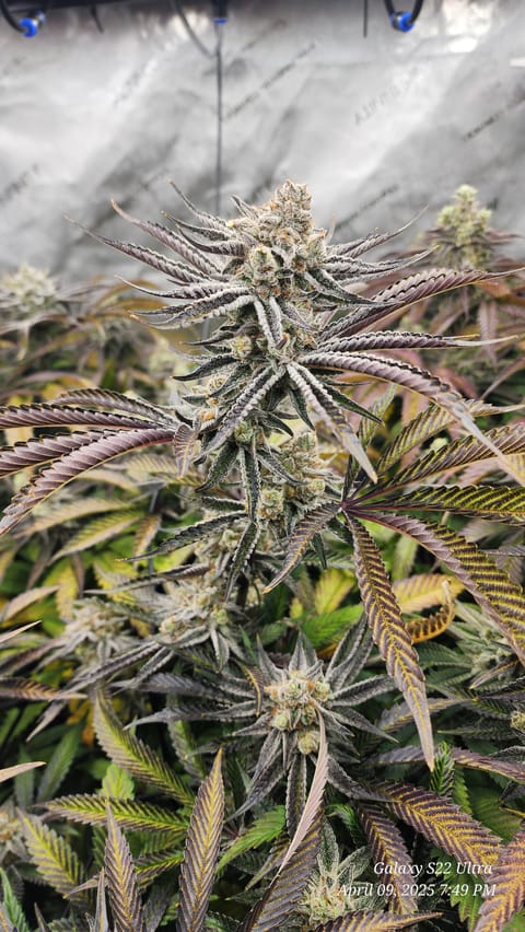 Blasted Genetics  — flower, day 45