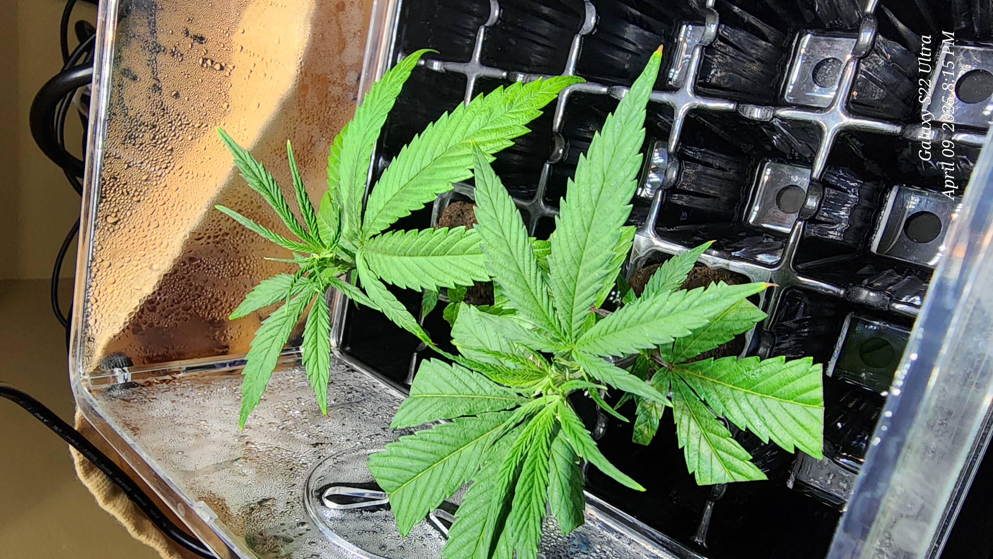 Skunk #1 Clone (Regular Female)  — germination, day 3