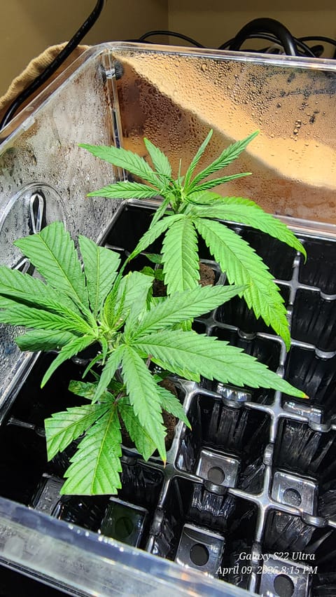 Skunk #1 Clone (Regular Female) — germination, day 3
