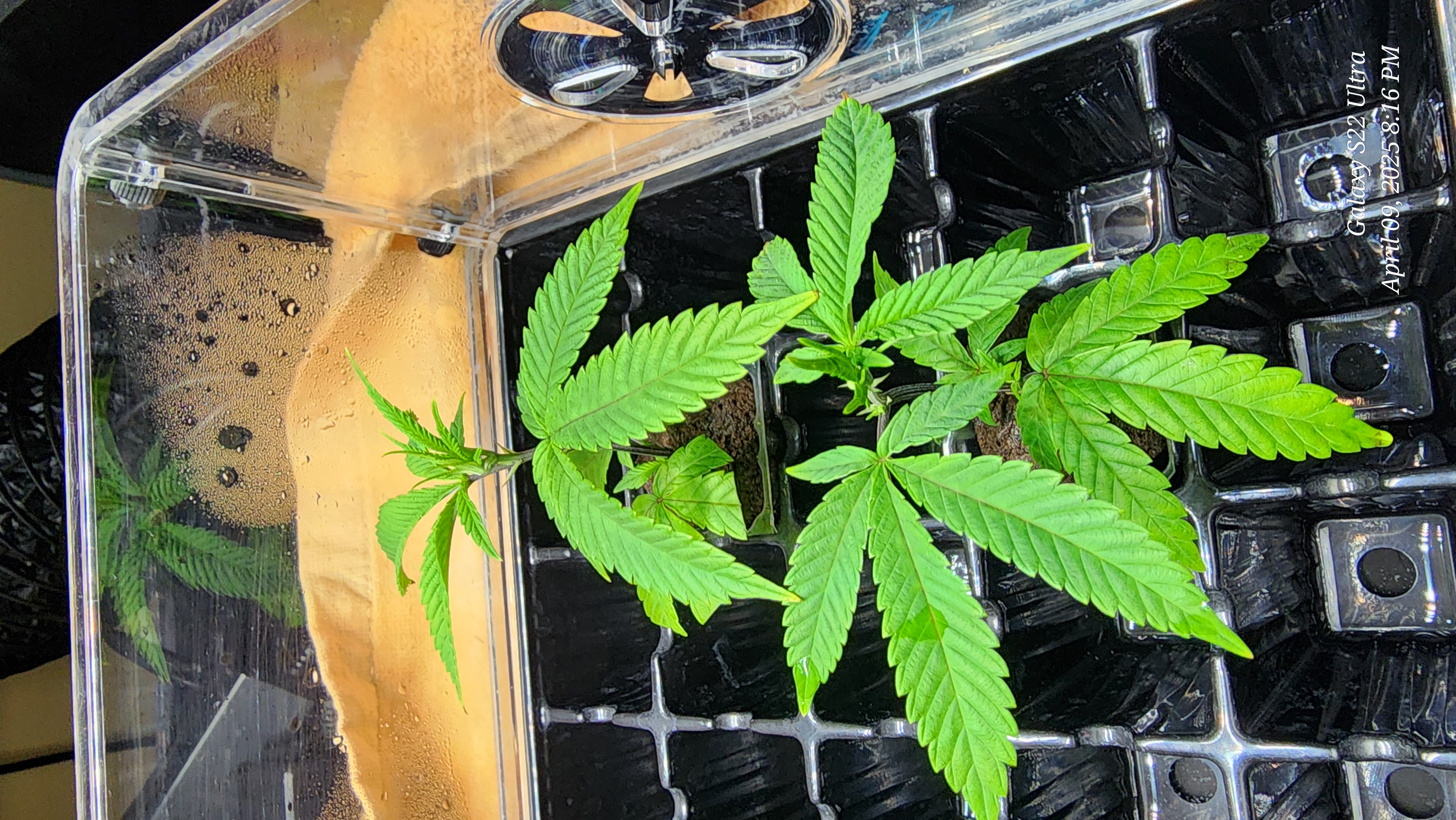 Punch Mints Female Pheno #2 Clone(s)