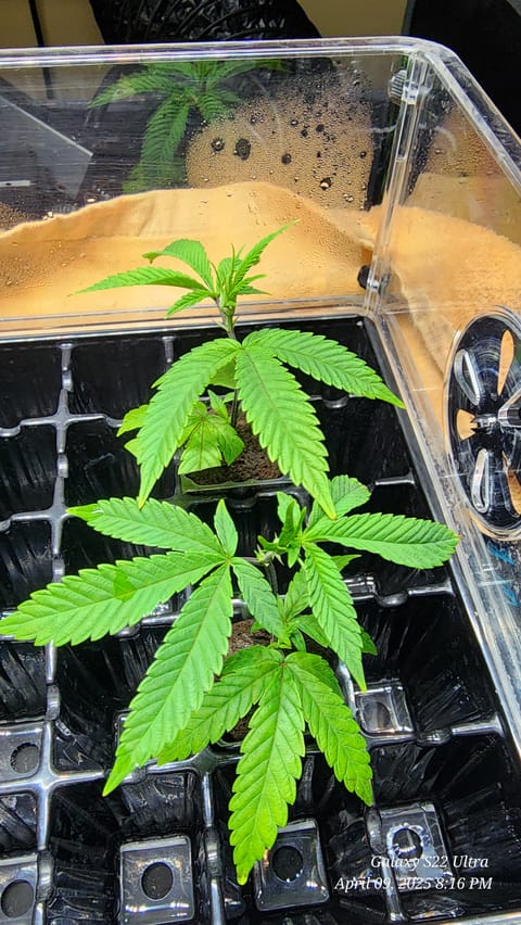 Punch Mints Female Pheno #2 Clone(s) — germination, day 1
