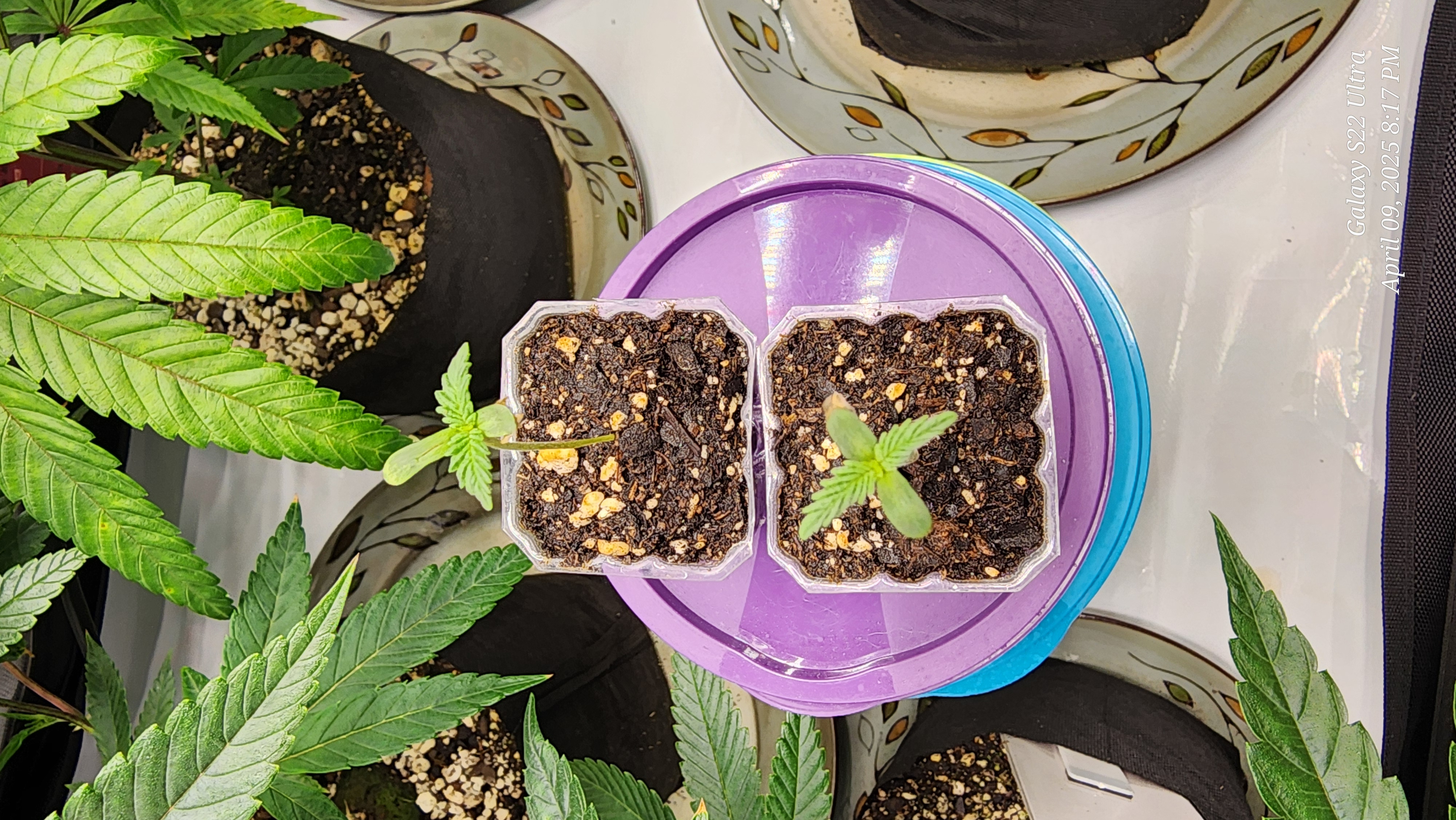 Found my Females... Game On! — seedling_rooting, day 8