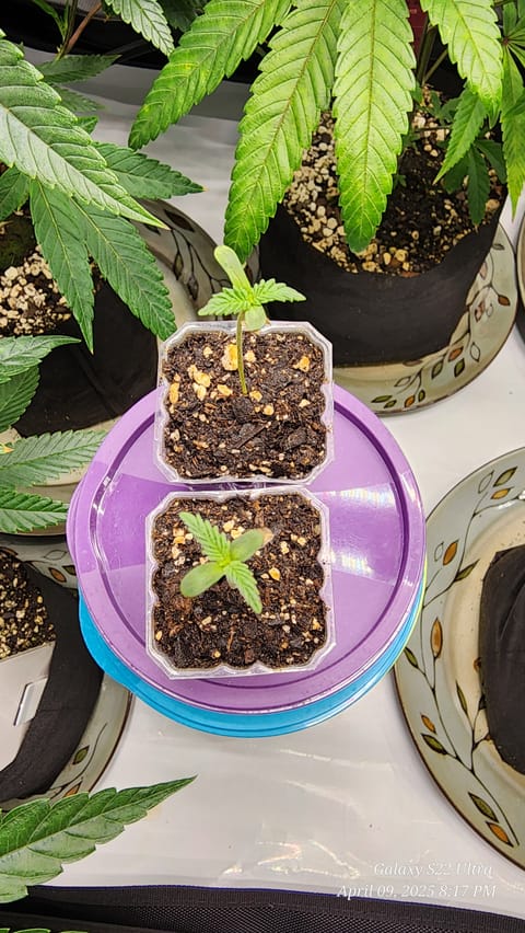 Found my Females... Game On! — seedling_rooting, day 8