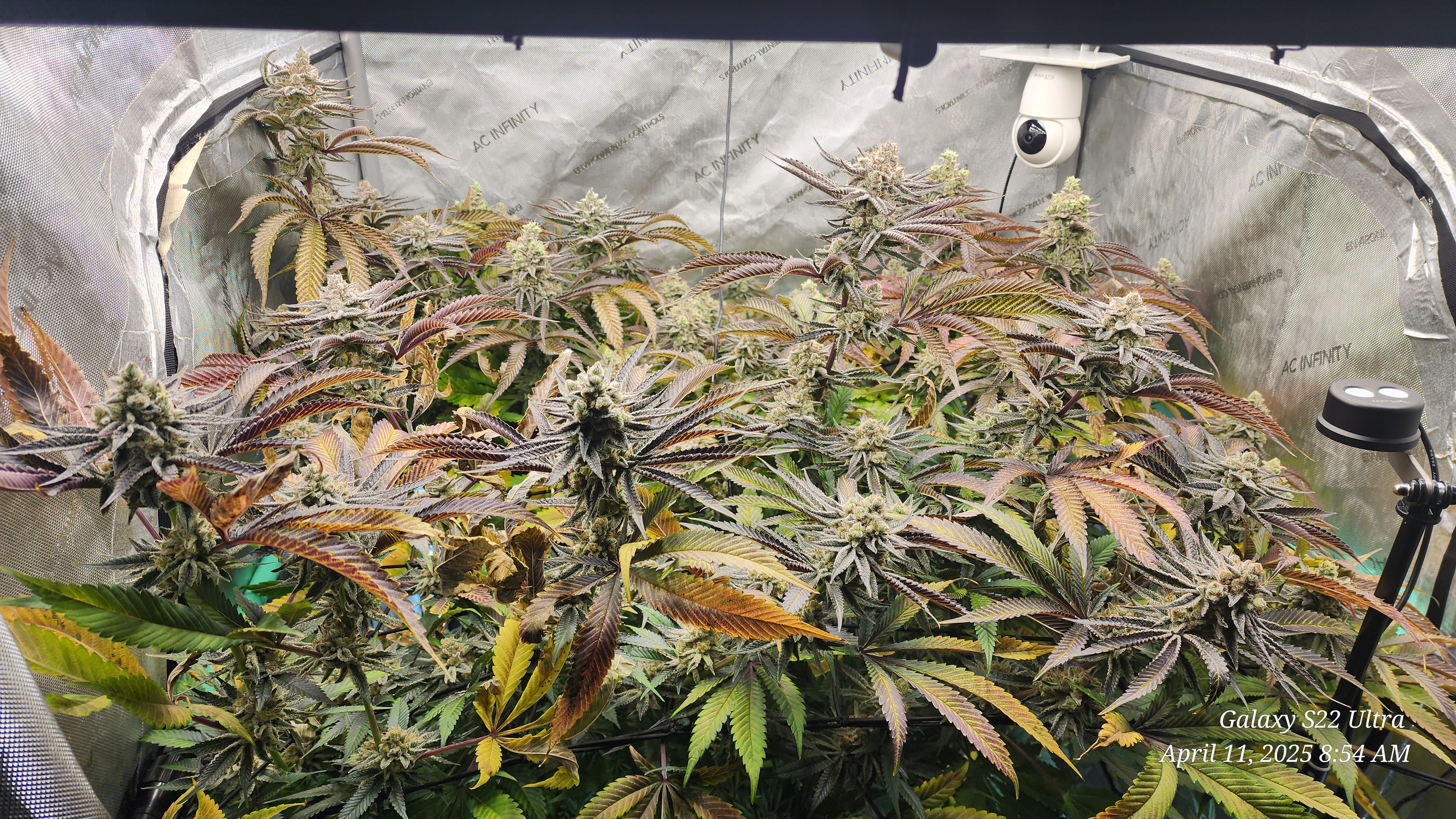 Blasted Genetics  — flower, day 47