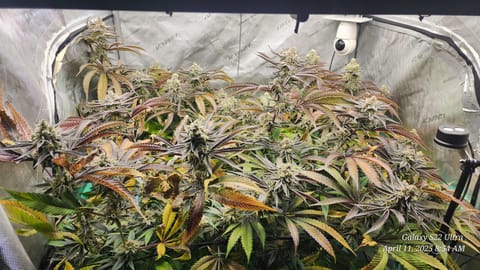 Blasted Genetics  — flower, day 47