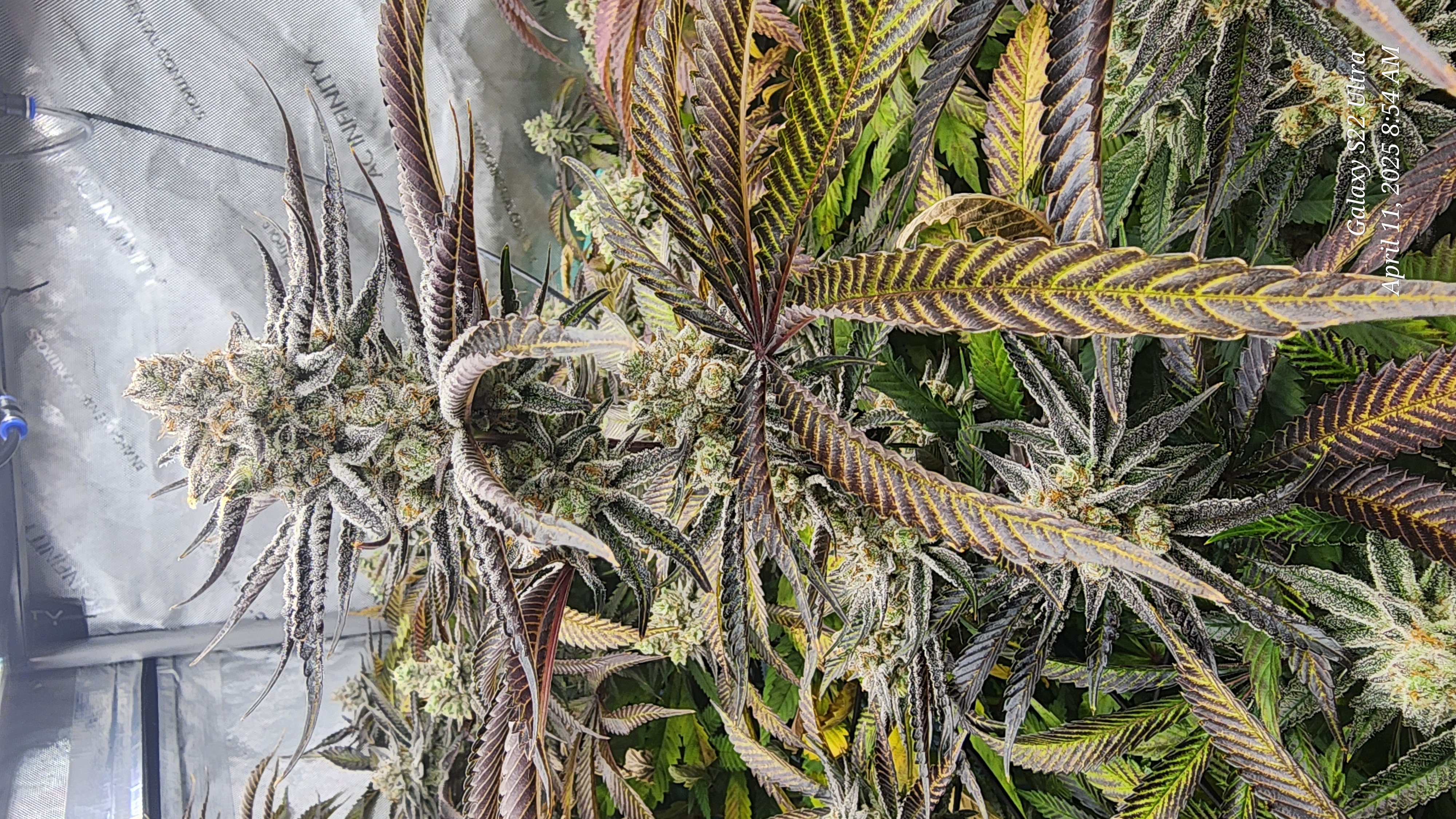 Blasted Genetics  — flower, day 47