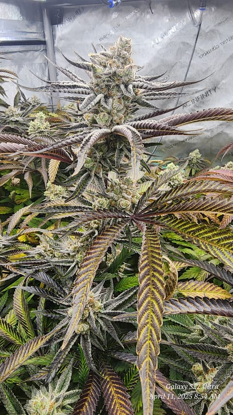 Blasted Genetics  — flower, day 47